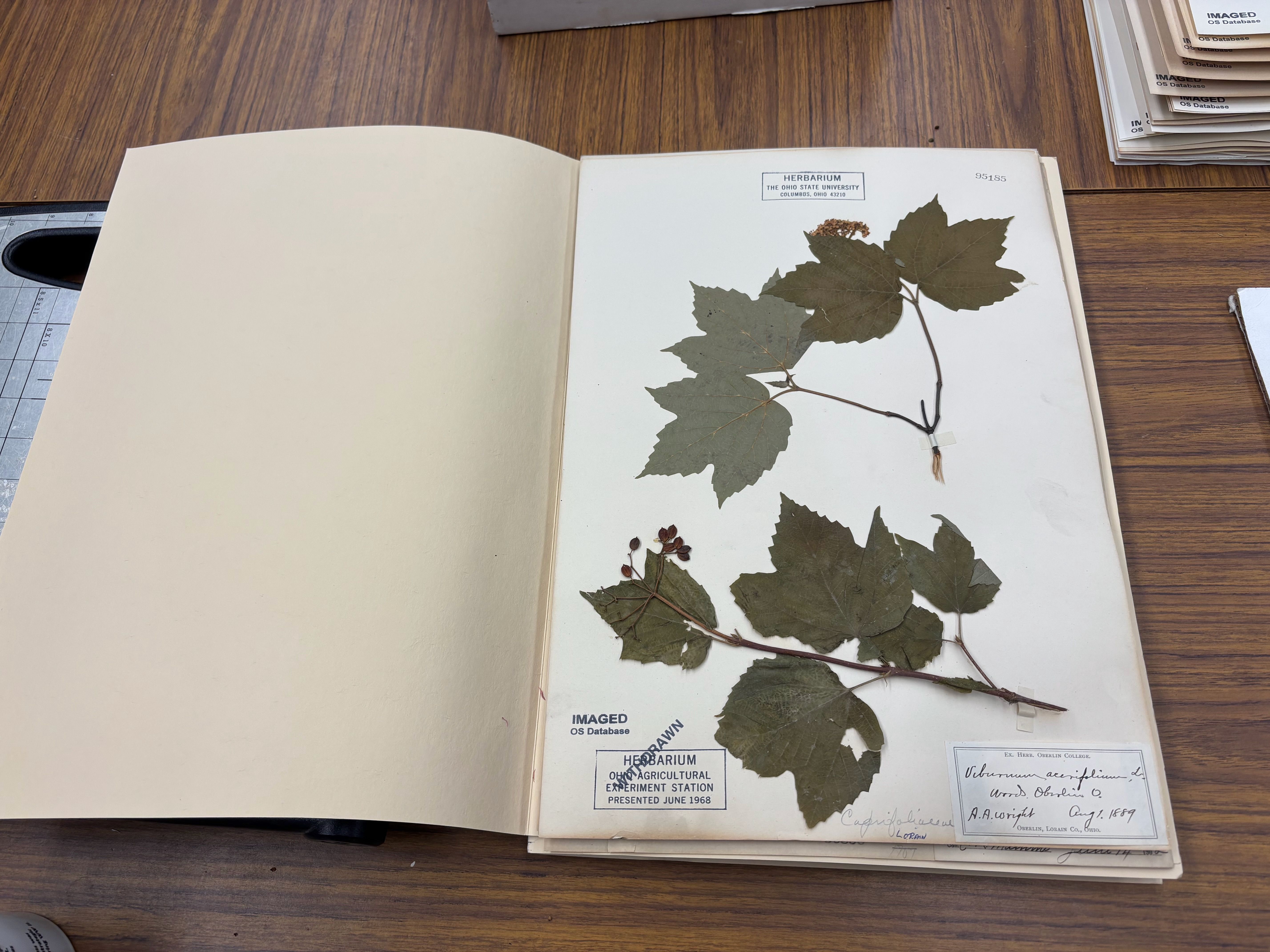 Open book on a wooden desk; the right page shows a herbarium sheet with pressed leaves on a twig, along with stamps, labels, and handwritten notes.