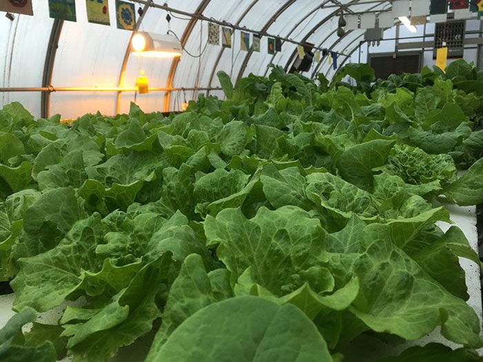 lettuce-ready-for-Friendship-trays