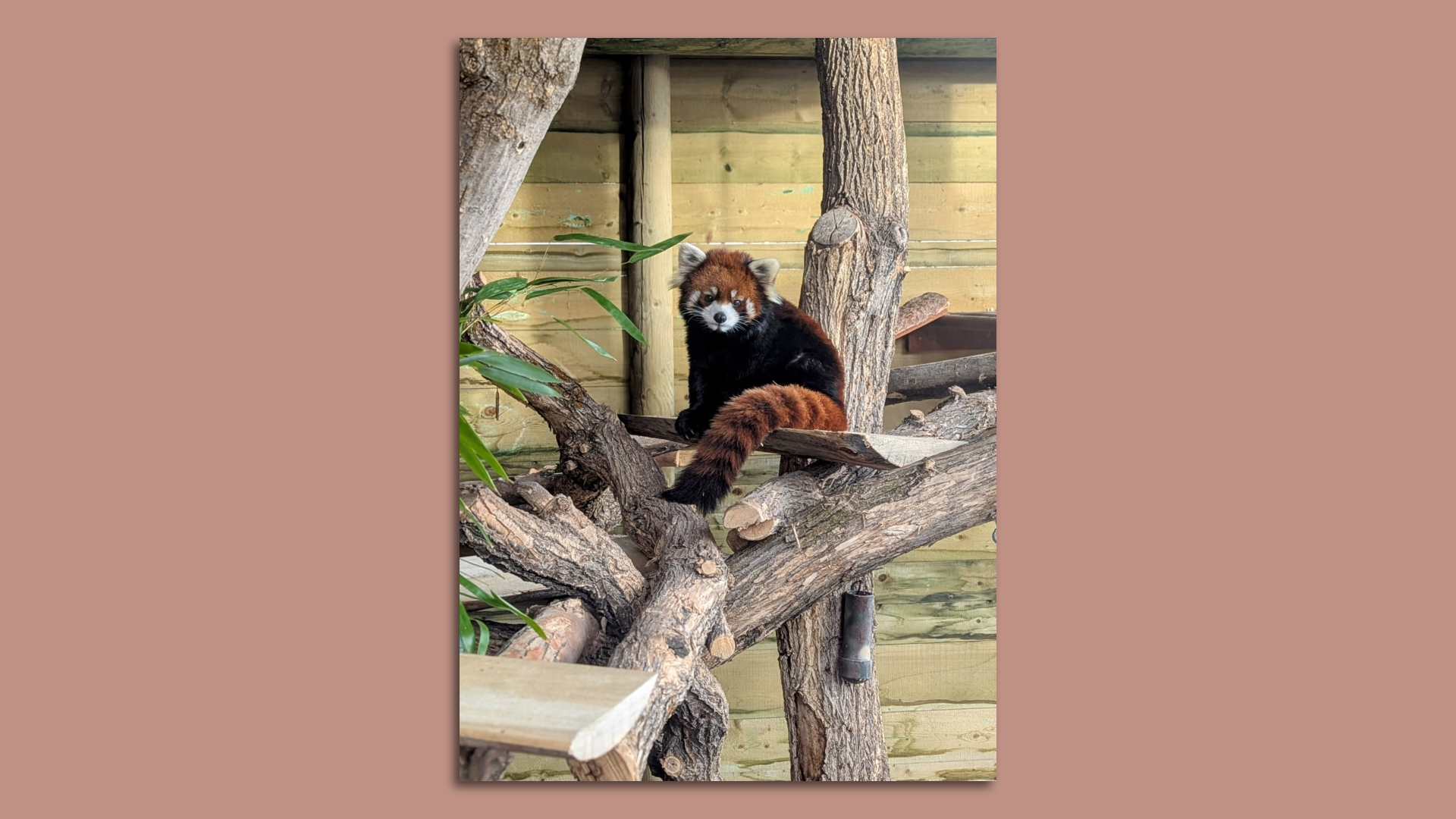 A red panda.