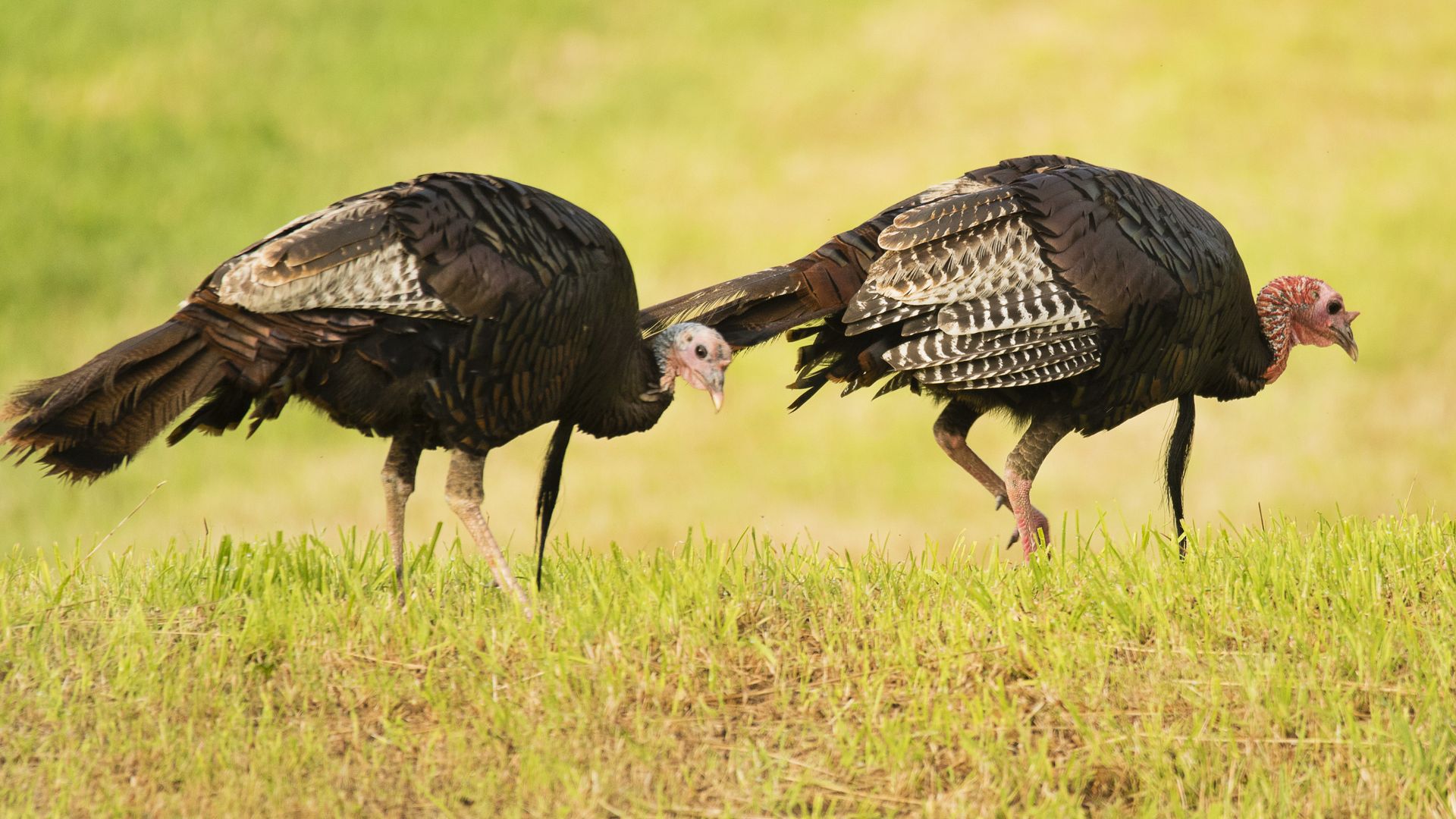 A pair of wild turkeys.