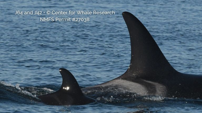 Orca calves spotted playing in Puget Sound - Axios Seattle