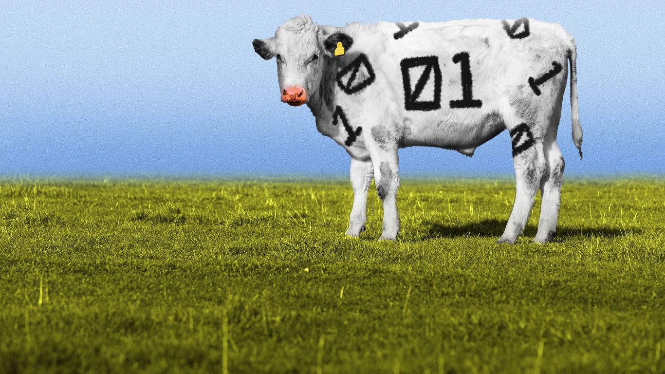 Cowboys meet code as AI moves onto Western ranches