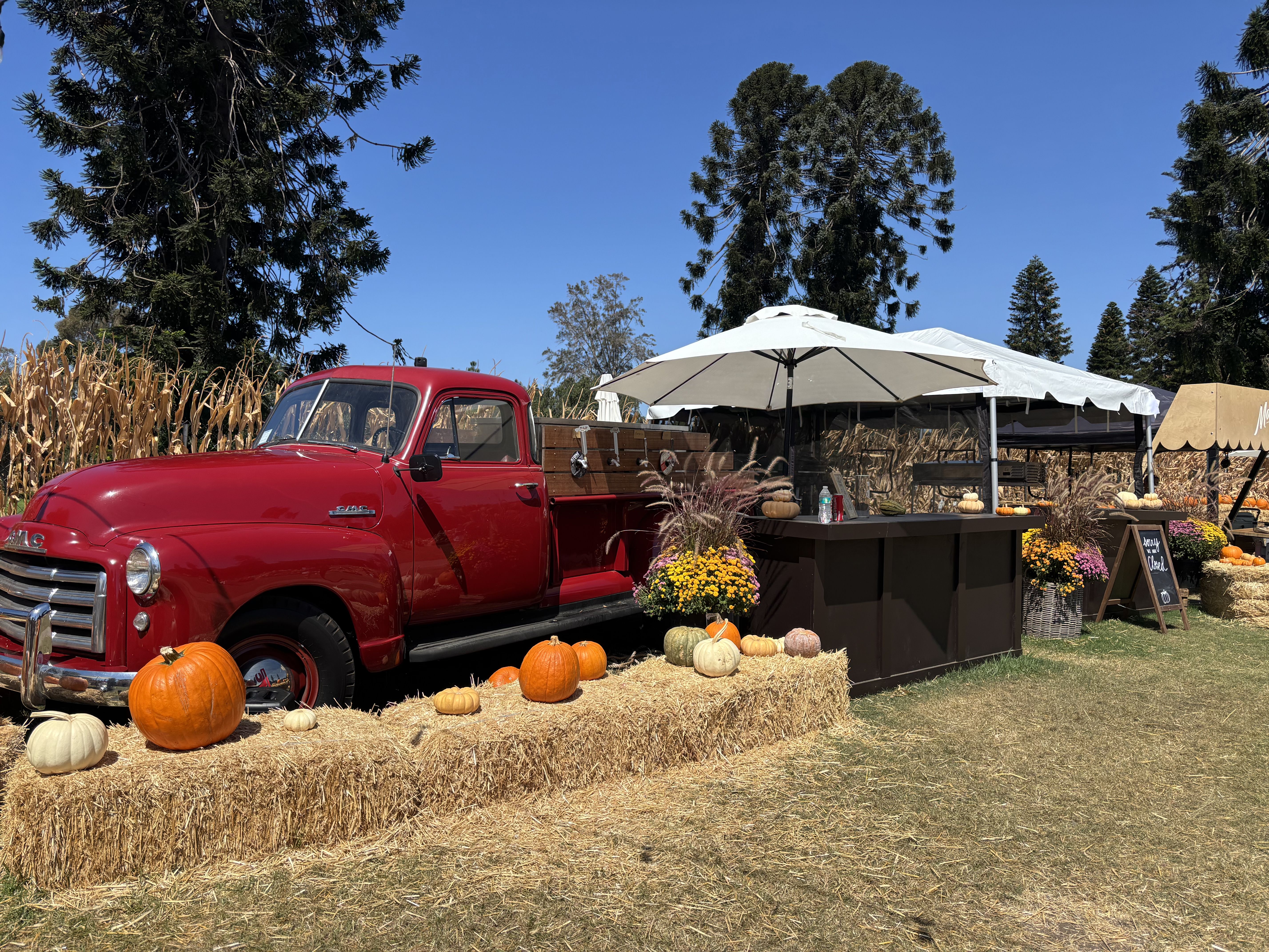 Bright red vintage pickup truck beside a market stall with white canopy, pumpkins and hay bales in a pumpkin patch, with corn stalks, tall trees and a clear blue sky.