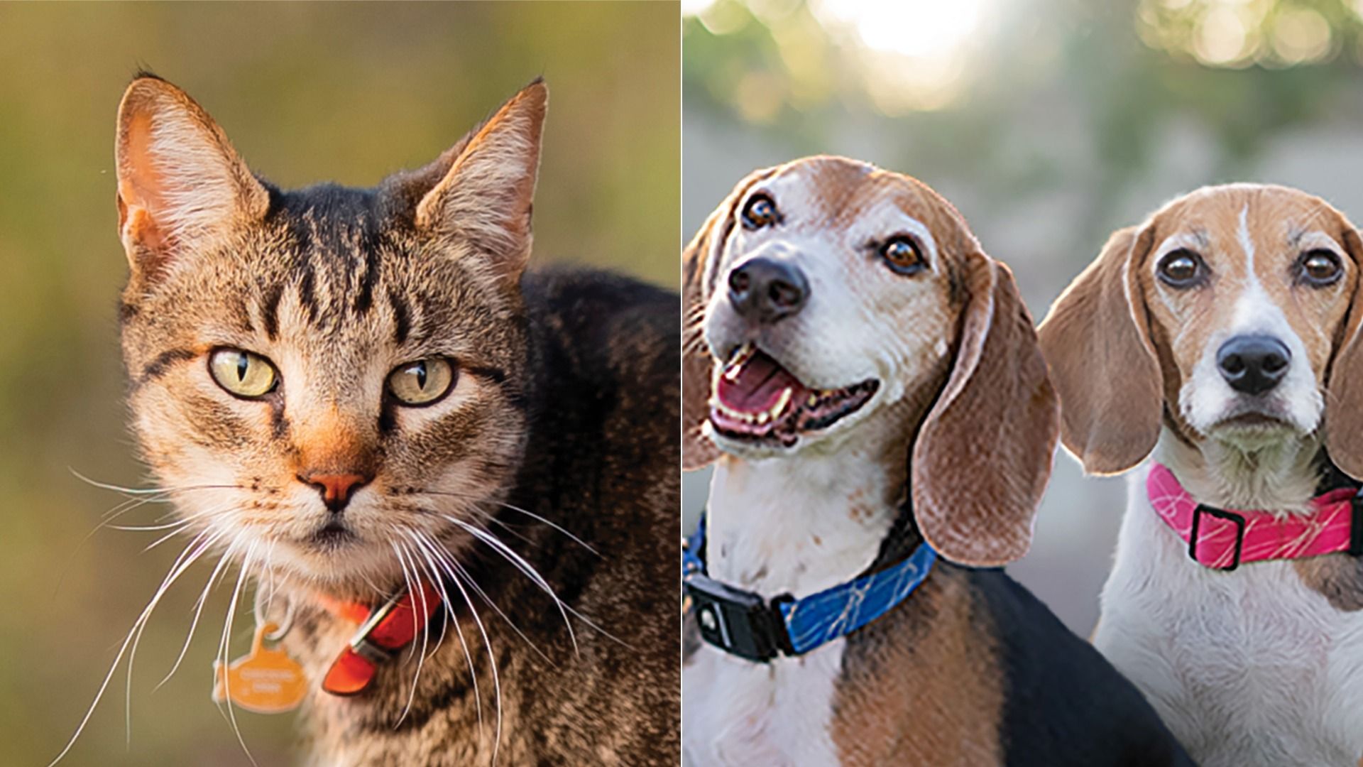 Split image: left a tabby cat with yellow eyes and an orange collar tag; right shows two dogs (beagles) wearing blue and pink collars, smiling in a sunny outdoor scene.