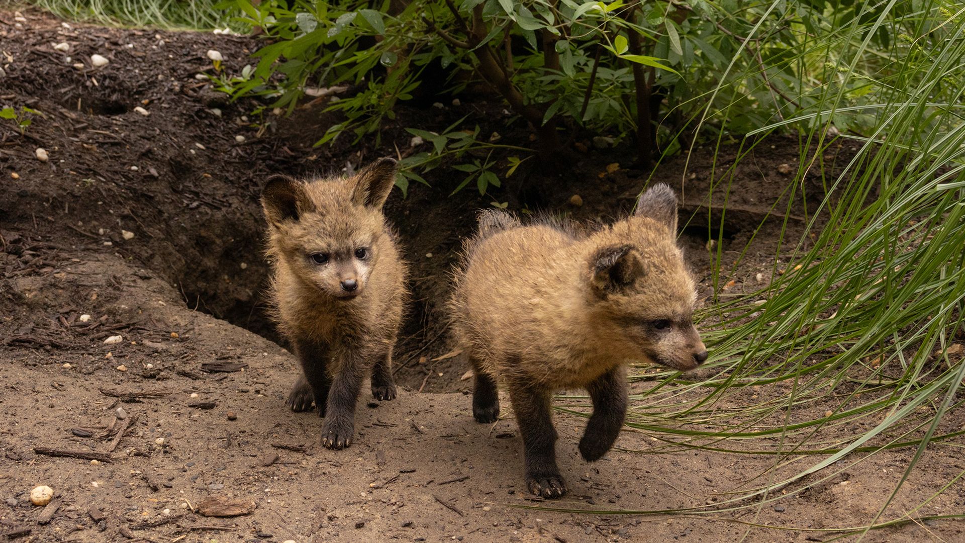 Two fox cubs on a dirt path beside green shrubs; one faces the camera with dark eyes, the other looks away. Brown fur with darker legs and ears in a natural garden setting.