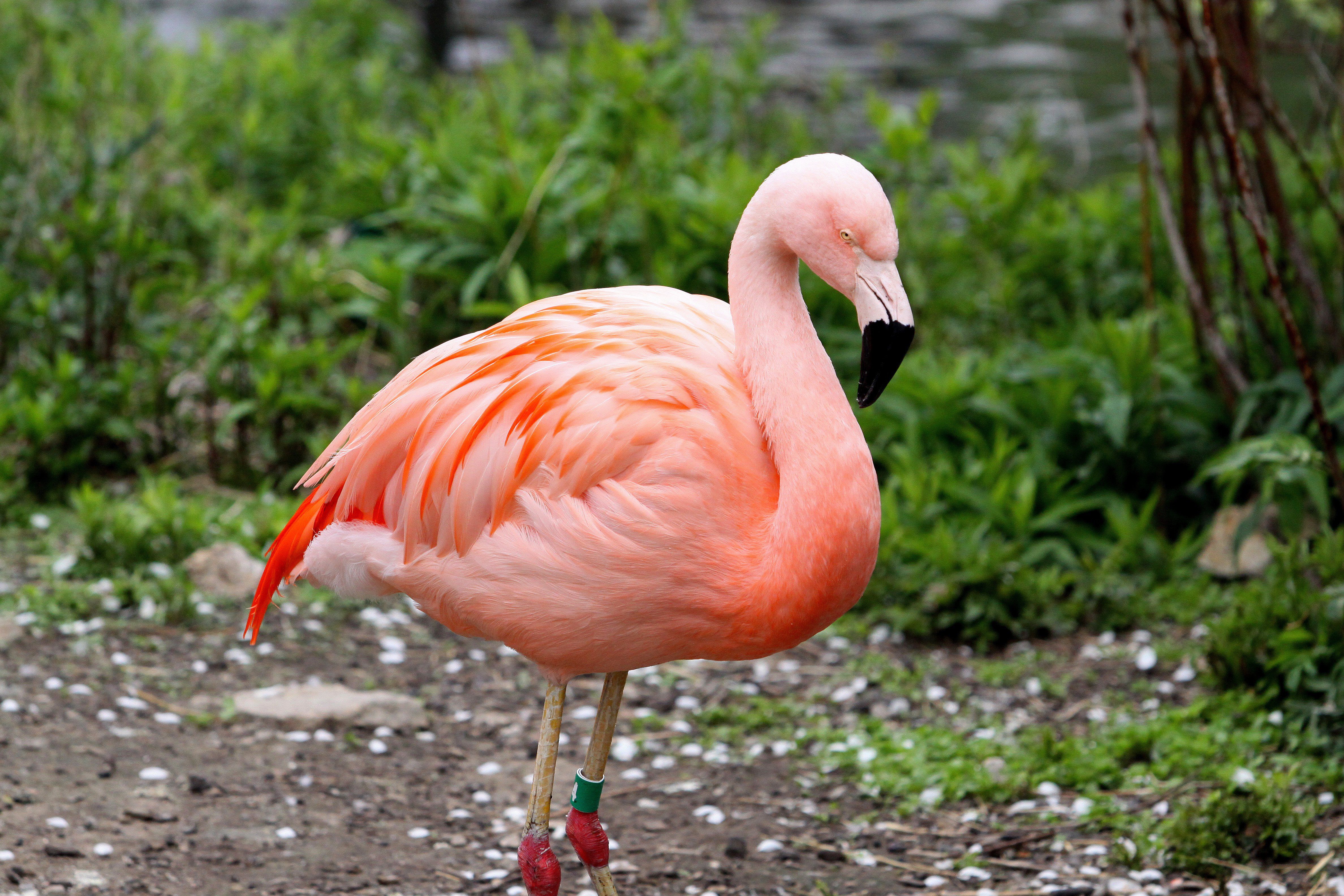Photo of a pink flamingo. 