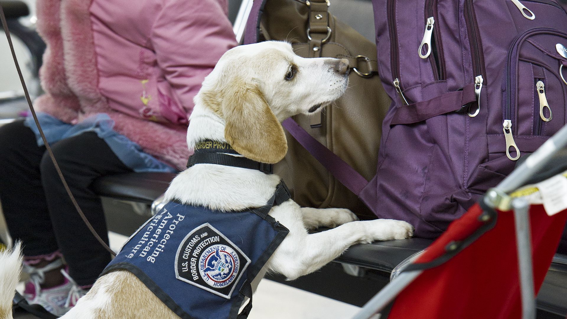 A airport security beagle sniffing luggage.