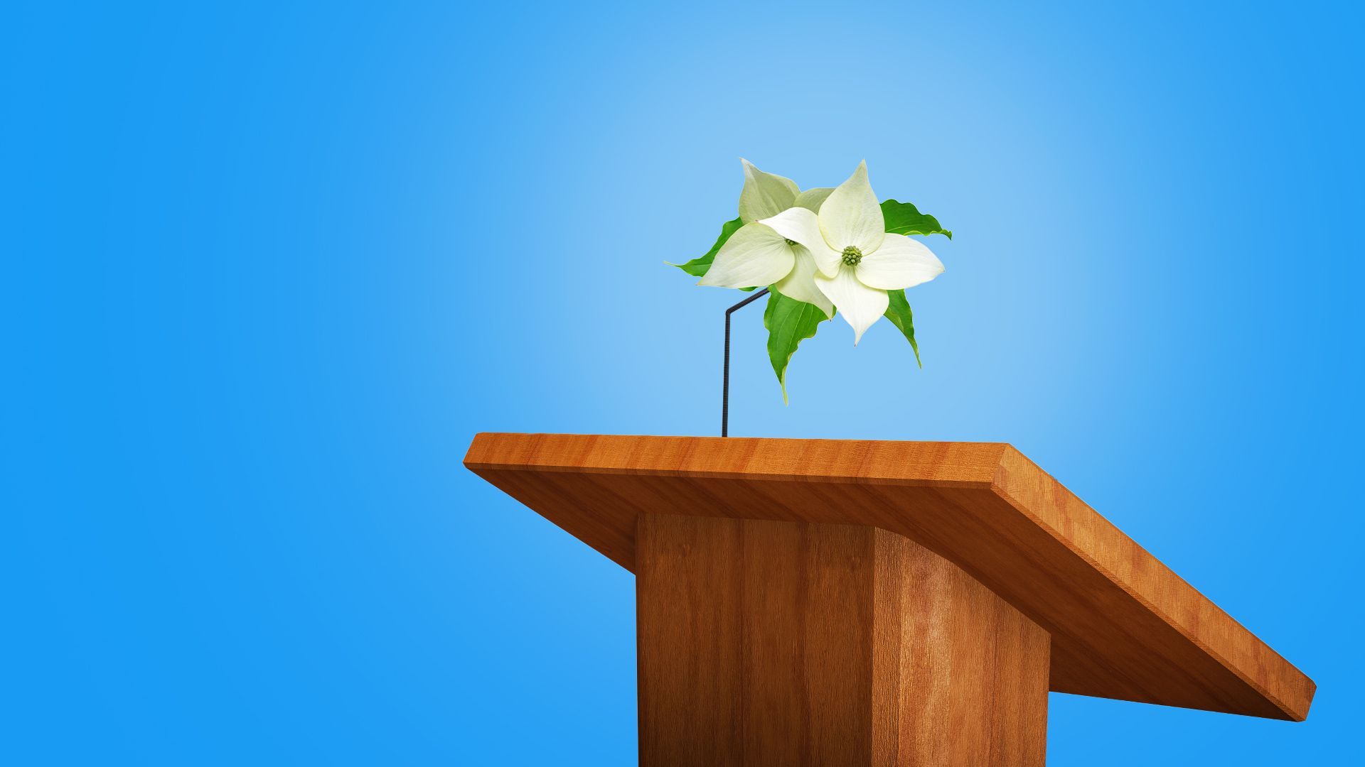 Illustration of a podium with a dogwood flower as the microphone. 