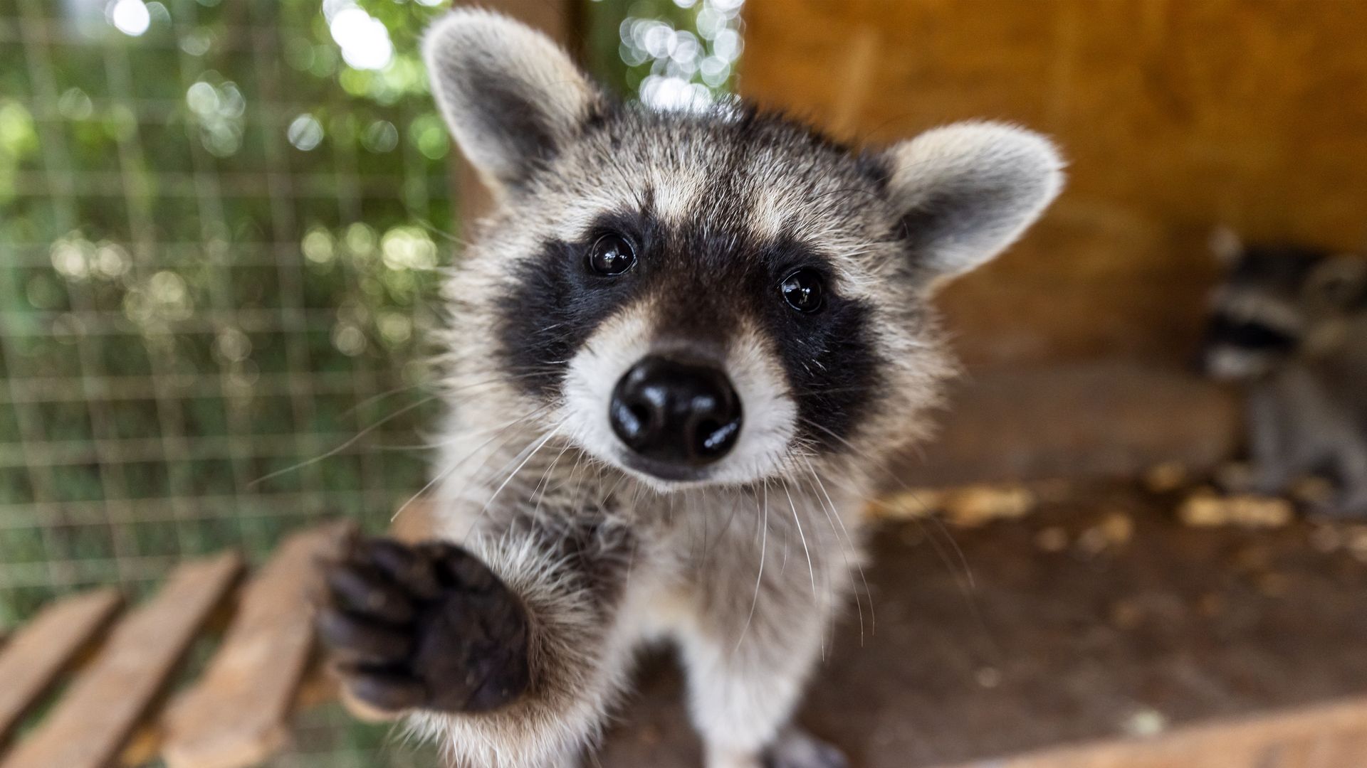 A raccoon stands against a screen with its paw out, as if asking for a hand out.