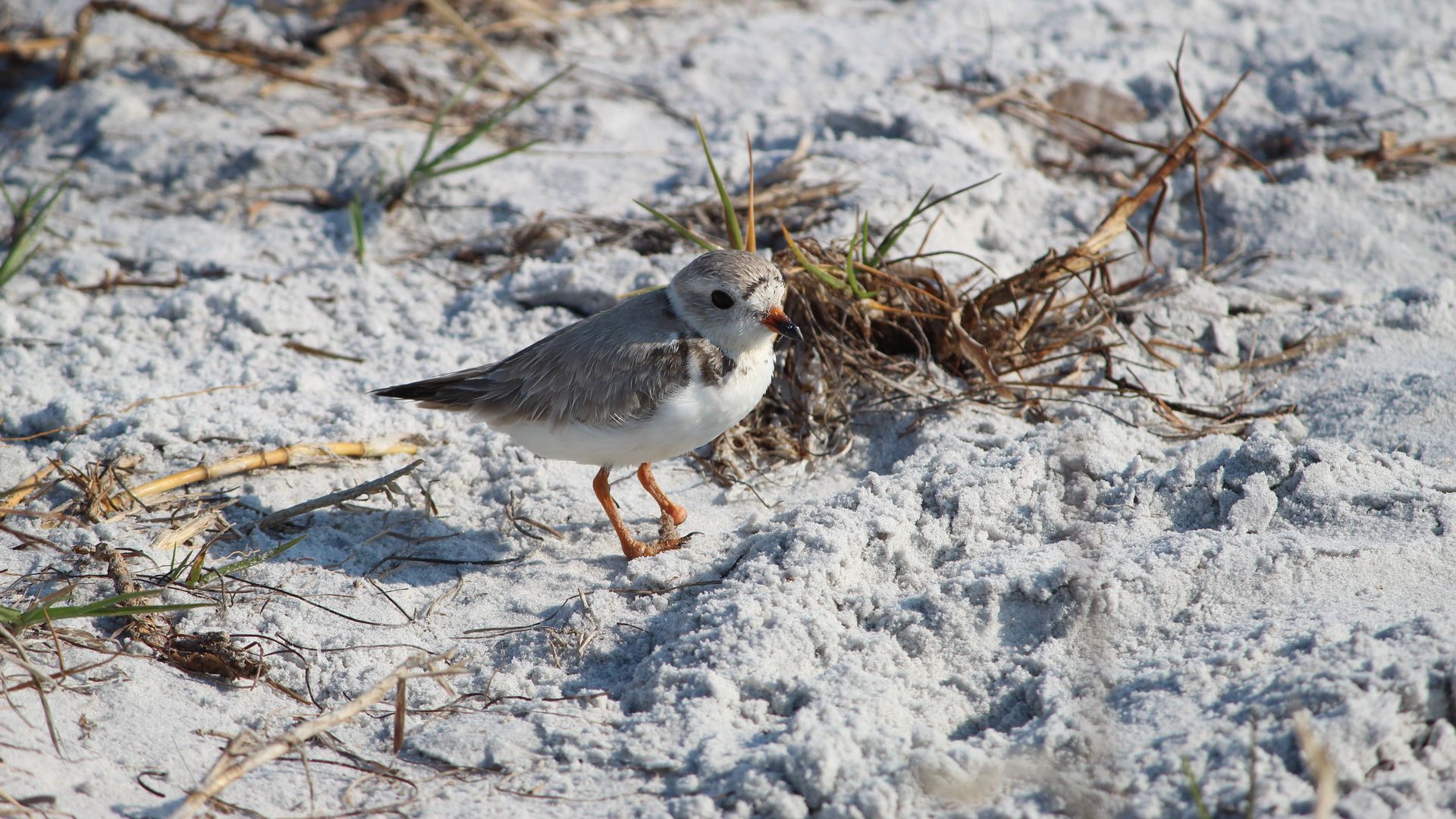 Small shorebird with gray and white plumage and orange legs walking on sandy beach with scattered dried grass and twigs.