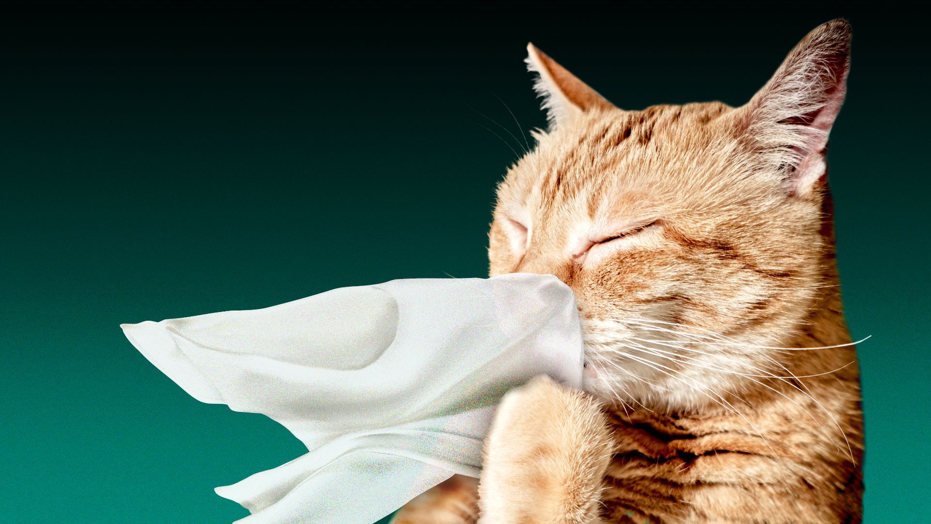 Illustration of an orange cat blowing their nose into a tissue