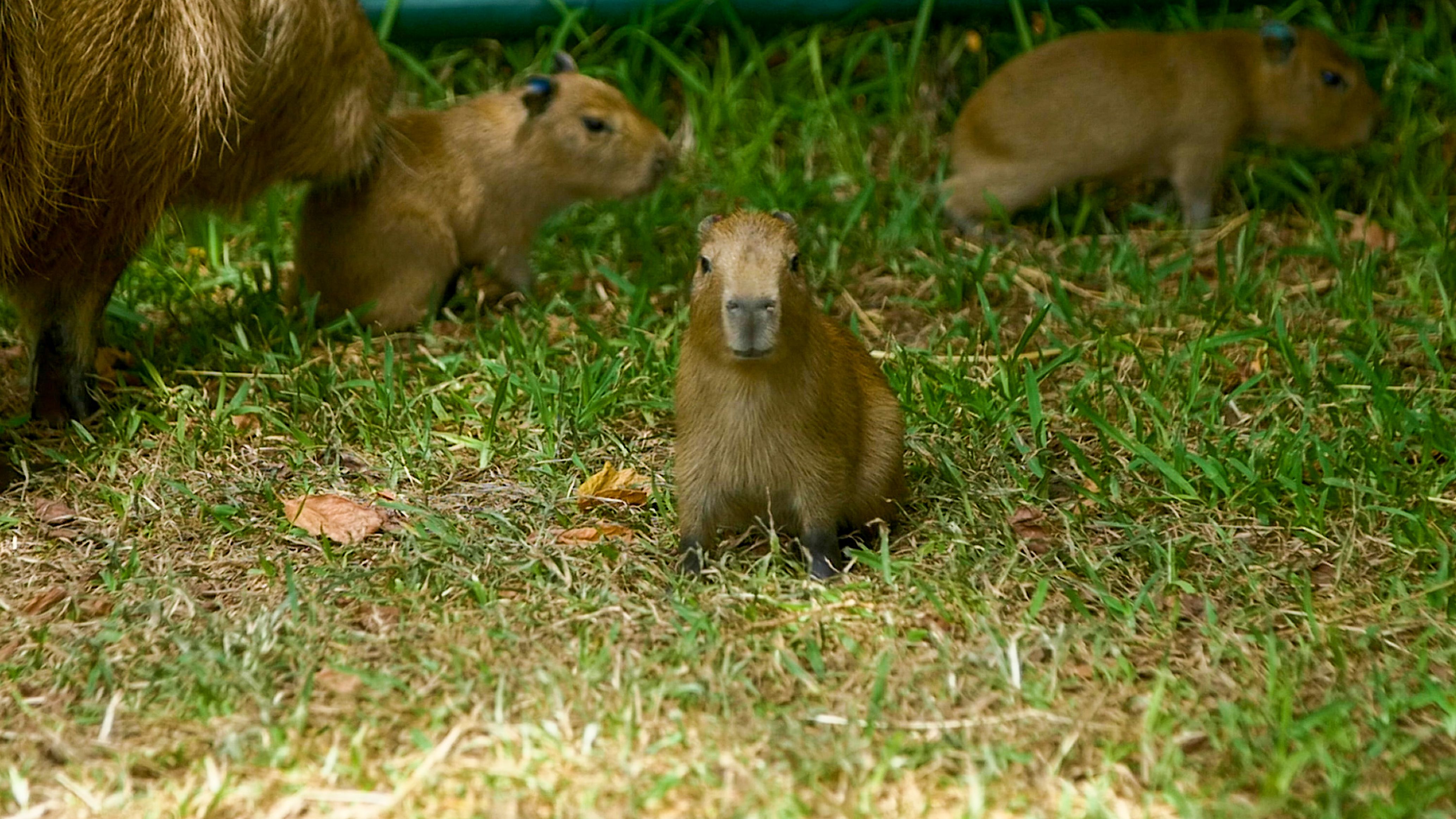 Four brown capybaras on green grass, one sitting facing the camera while the others are partially hidden in background and to the side.