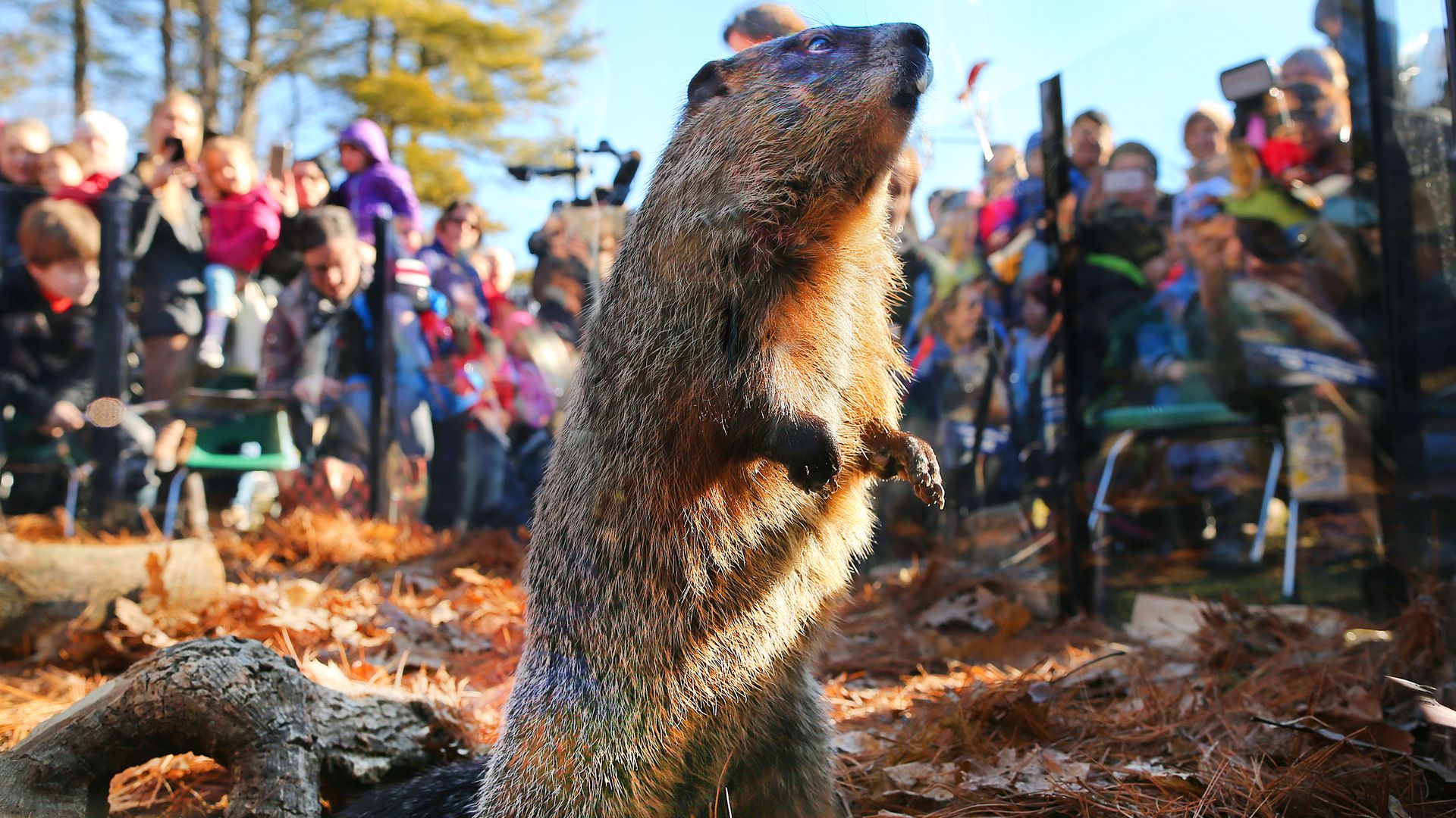 Photo of a groundhog poking up from the earth