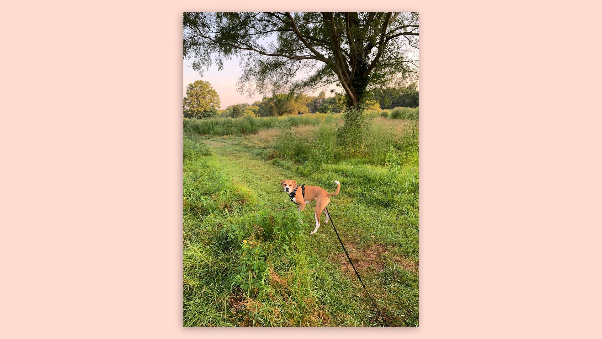 A dog in a park that has been partly reclaimed by nature due to the pandemic.