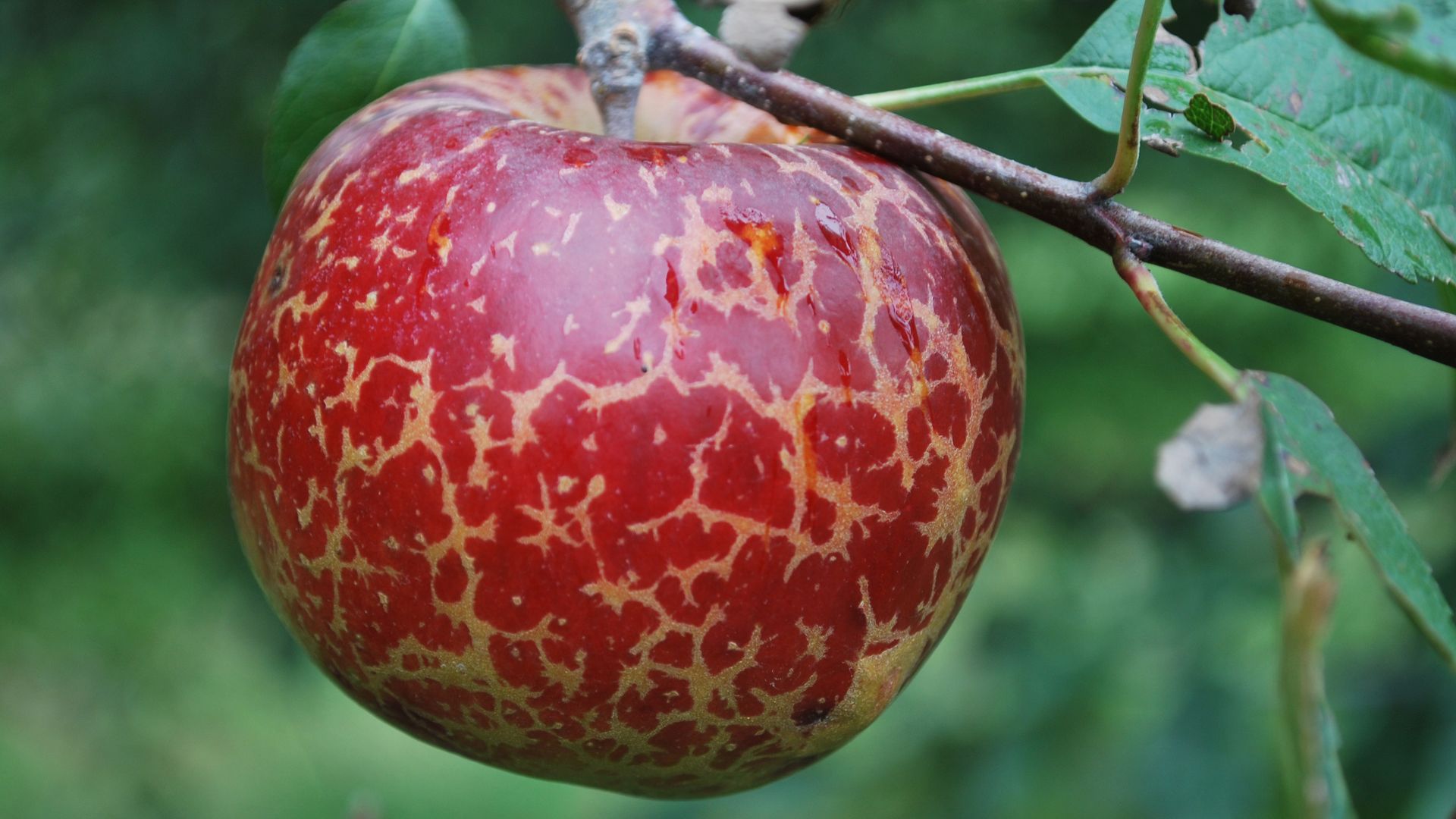 A red apple with yellow markings growing on a branch with green leaves in the background. 