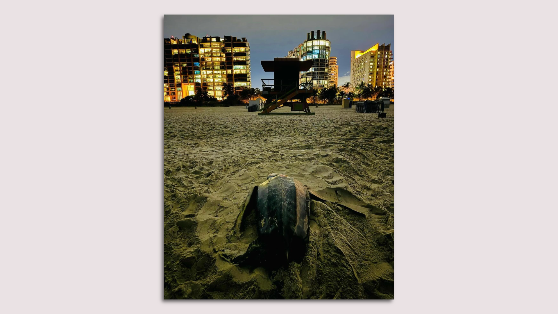 A turtle on sand w buildings lit in background