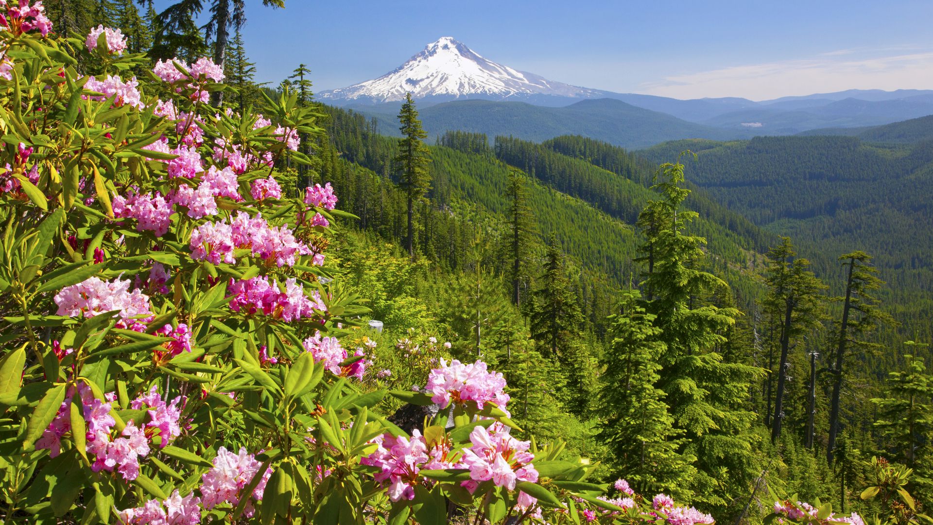 Vast alpine landscape with a snow-capped cone-shaped mountain in the distance, green forested hills, and pink rhododendron blossoms in the foreground under a clear blue sky.