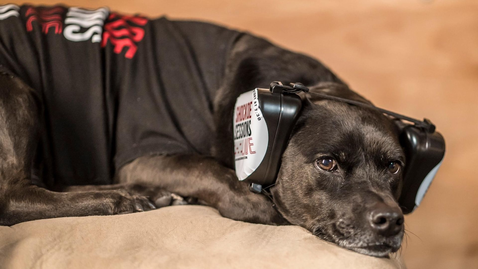 a  sweet black dog wearing headphones and a shirt 