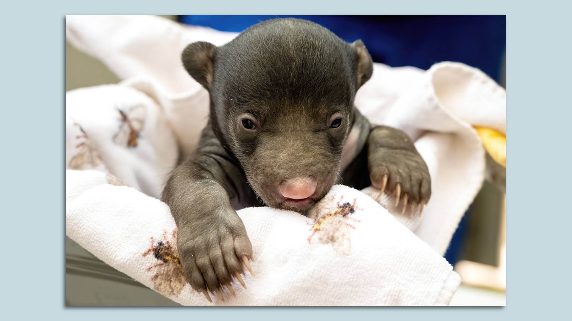 A baby sloth bear swaddled in a blanket.