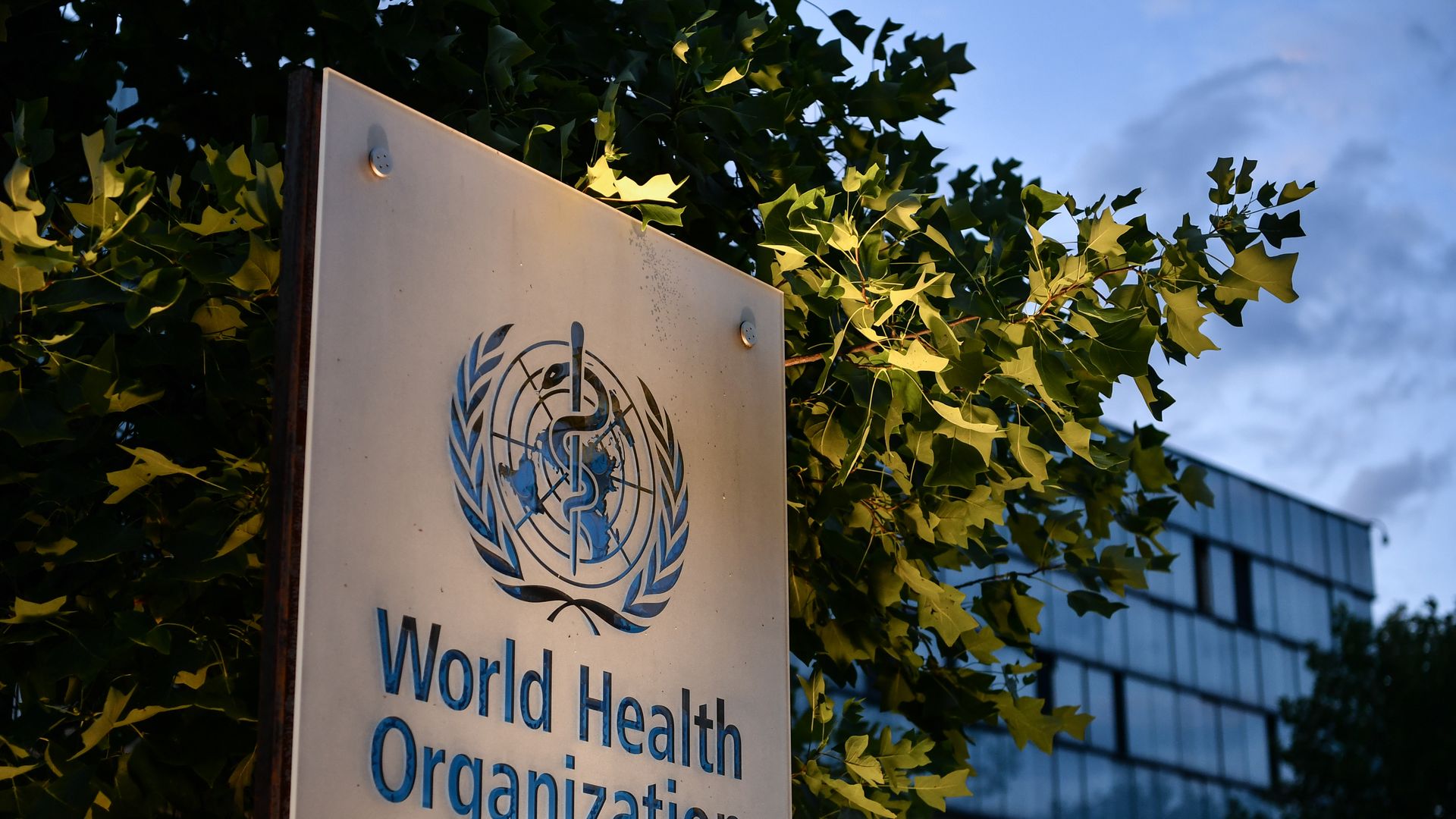 A sign of the World Health Organization's logo in front of a tree at dusk, with a glass office building behind it.