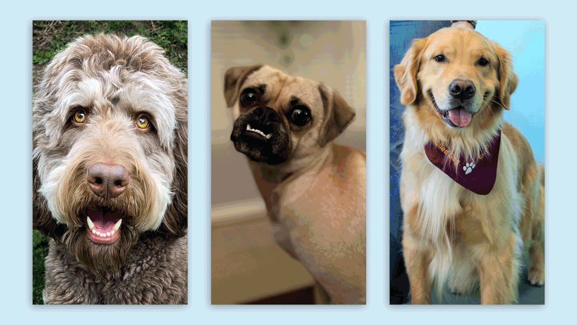 A gif of Axios Des Moines readers' dogs