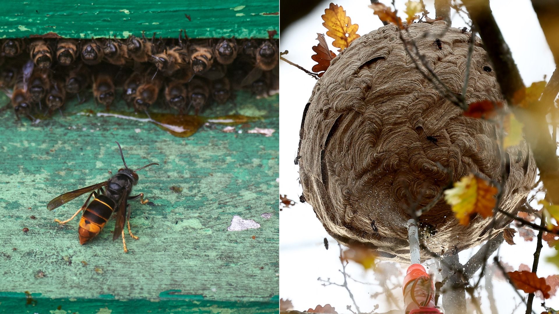 Split image: left shows a large hornet on a weathered green surface beneath a hive of brown bees; right shows a large papery wasp nest with swirled brown layers in a tree, with autumn leaves.