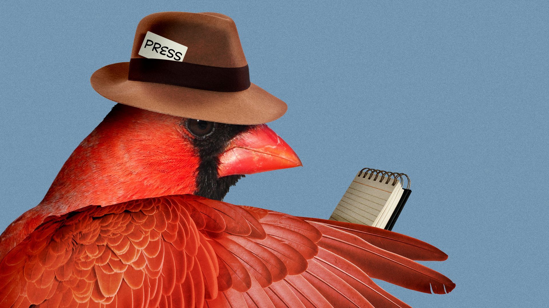 Illustration of a cardinal as a reporter. 