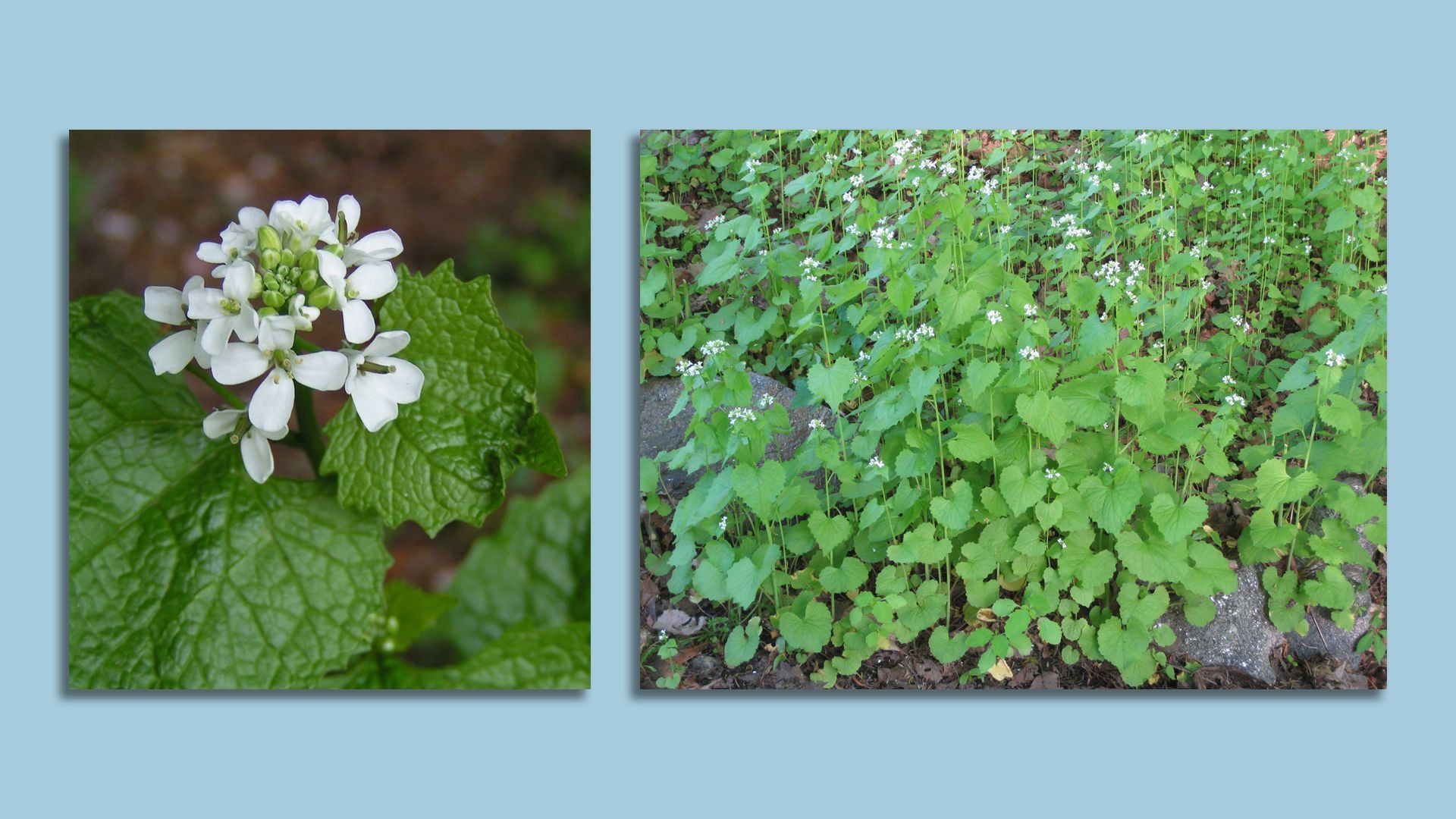 Two images of the invasive weed mustard garlic are shown, a closeup of the flower on the left and a wider shot of a dense patch of the plants on the right.