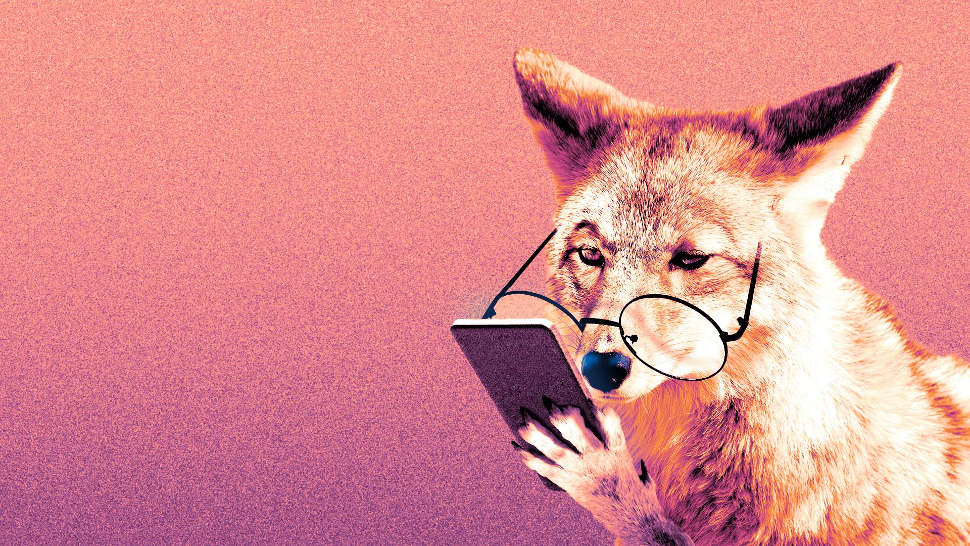 Illustration of a coyote wearing glasses and reading its phone.