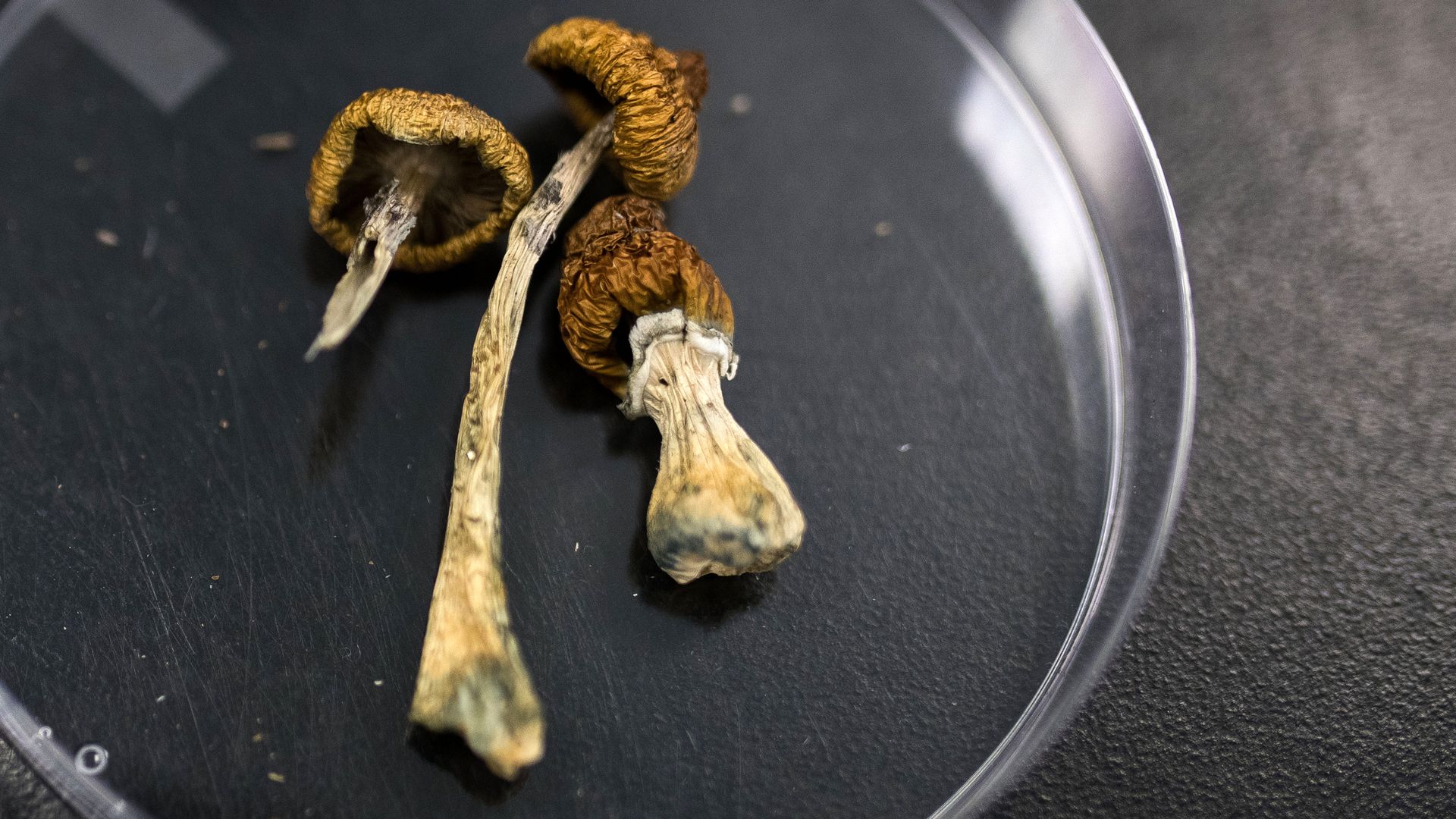 Psilocybe mushrooms at the Numinus Bioscience lab in Nanaimo, British Columbia, Canada, on Wednesday, Sept. 1, 2021