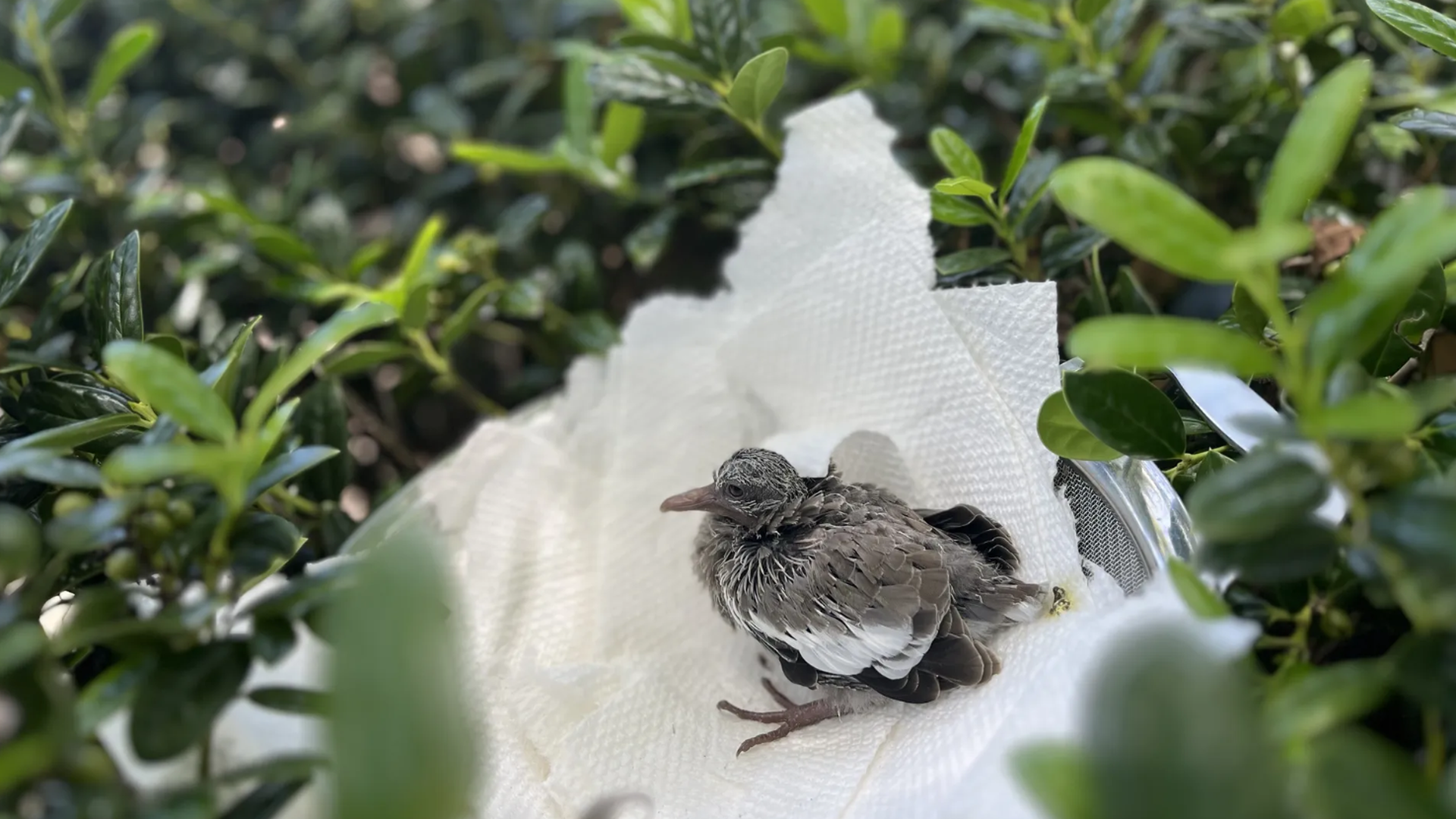 Juvenile gray-brown bird with a speckled head sits on a white napkin in a green hedge; pink legs visible, surrounded by blurred leaves.