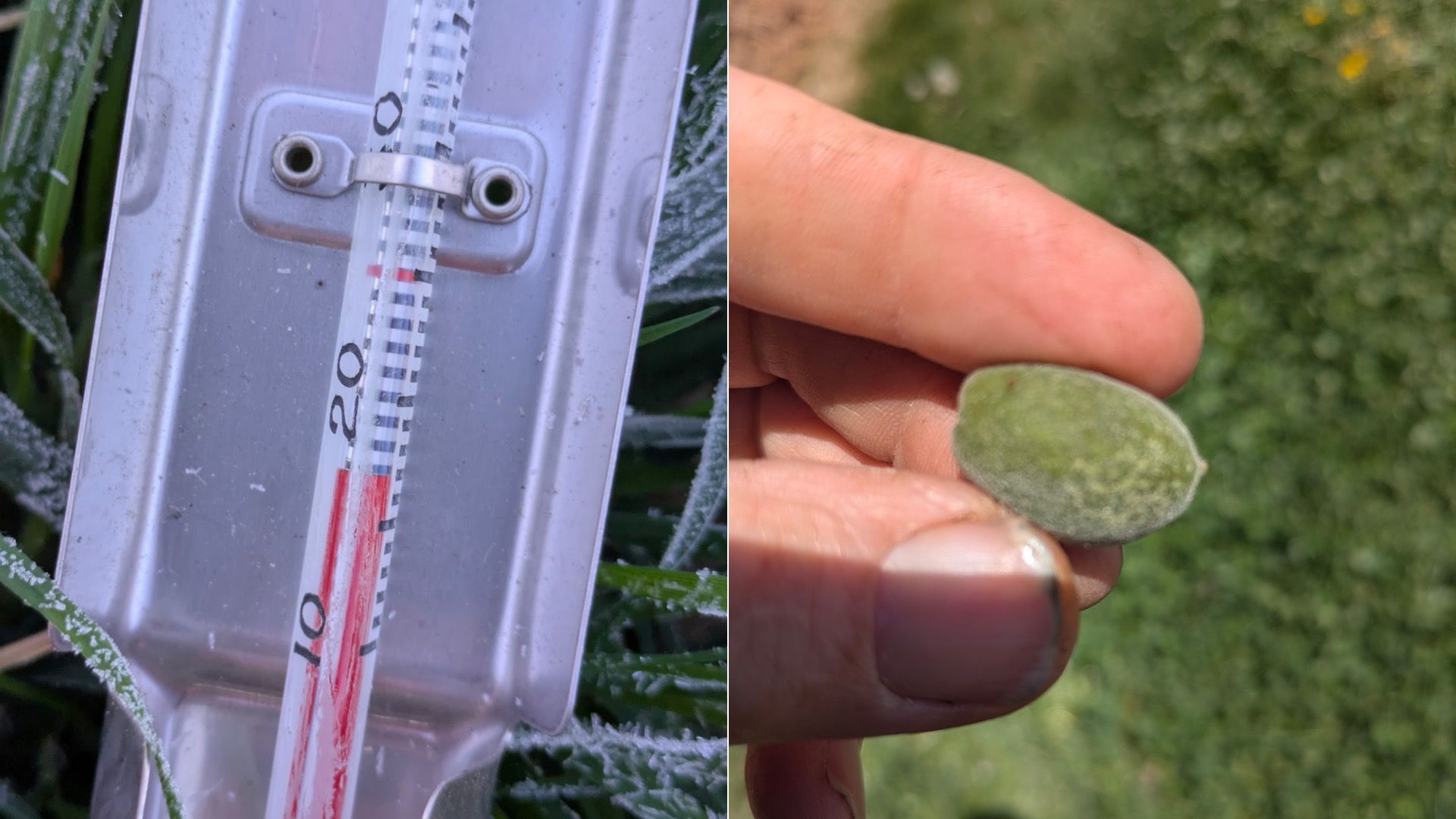 axios.com - Isaac Avilucea - A big April freeze wiped out Philly-area apples. Now farms are scrambling