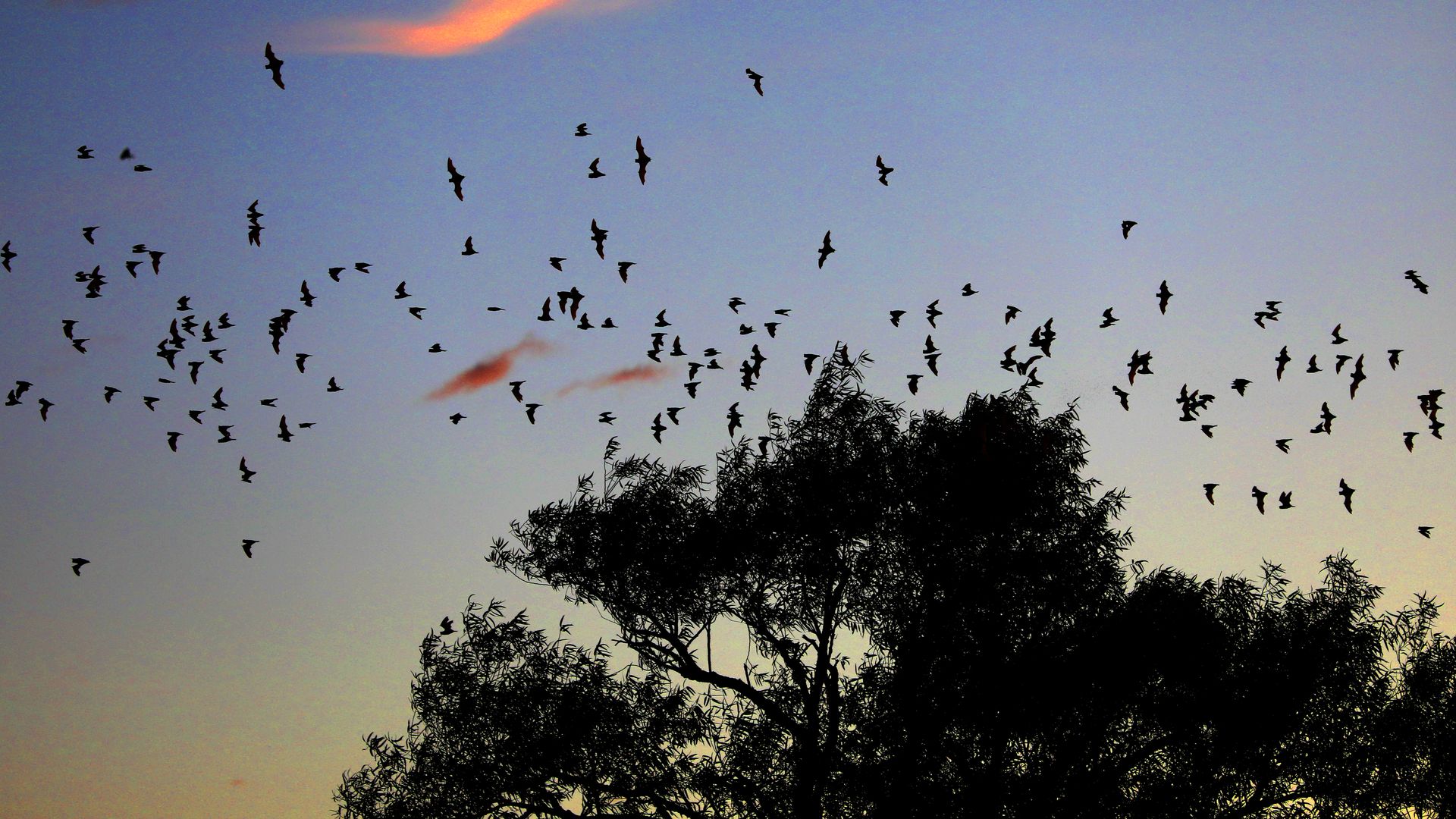 Thousands of bats take flight on August 5, 2019. Photo: Michael Macor / Getty Images
