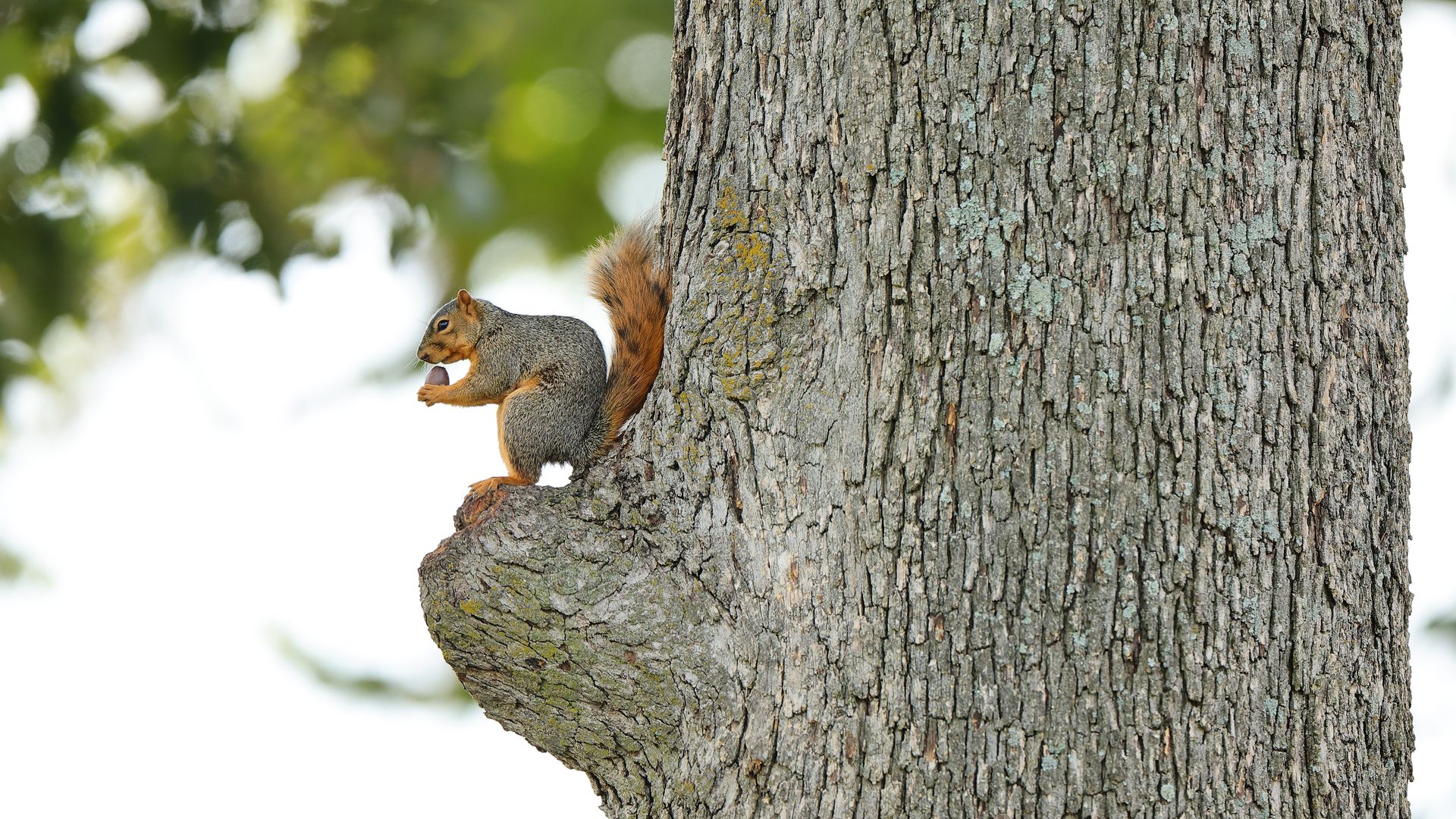 A squirrel is seen on the 12th hole during the second round of the Walmart NW Arkansas Championship presented by P&G 2024 at Pinnacle Country Club on September 28, 2024 in Rogers, Arkansas. 