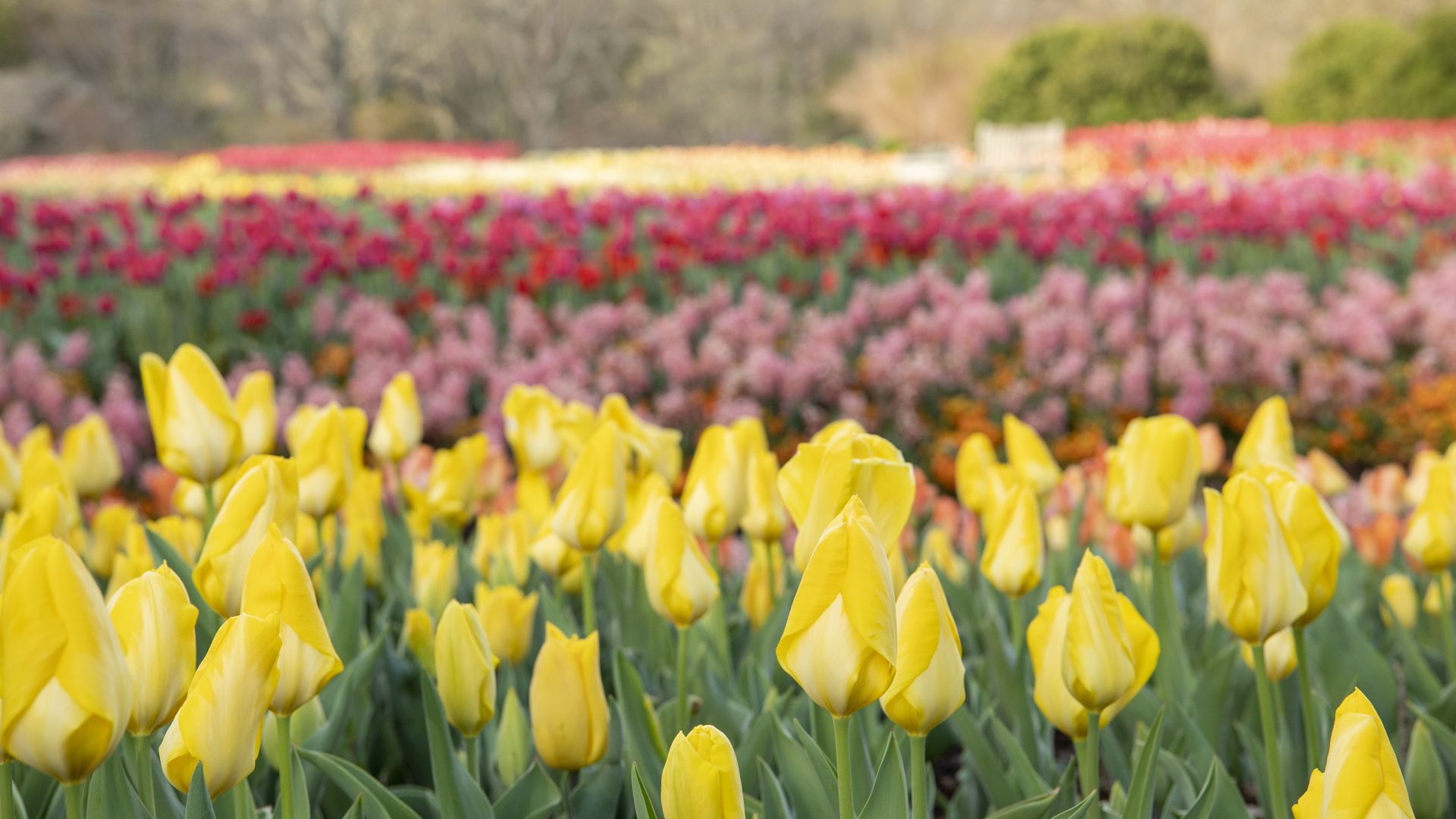 Bright yellow tulips bloom in the foreground, with blurred rows of pink, red, and orange flowers behind them in a softly lit garden landscape.