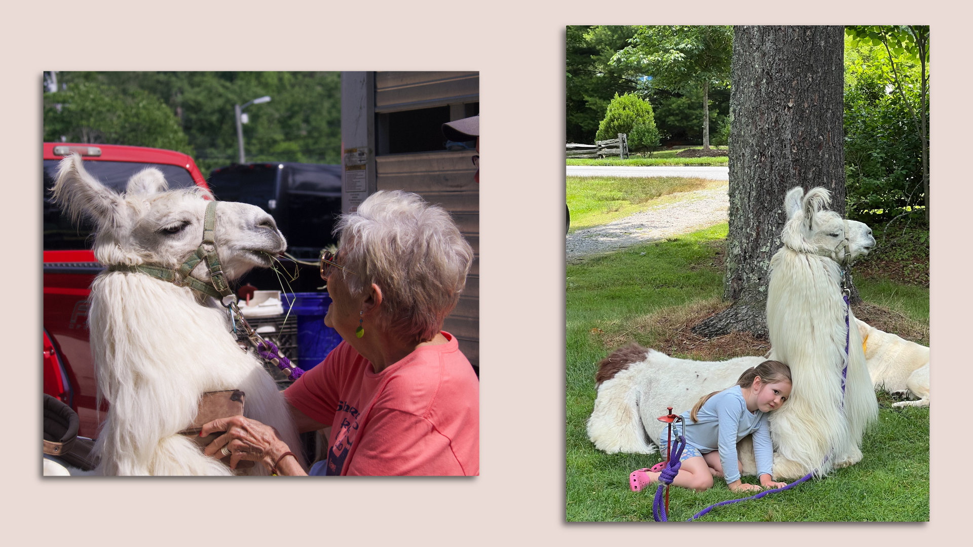 At left, an older woman goes nose-to-nose with a llama; at right, a little girl snuggles with the llama.