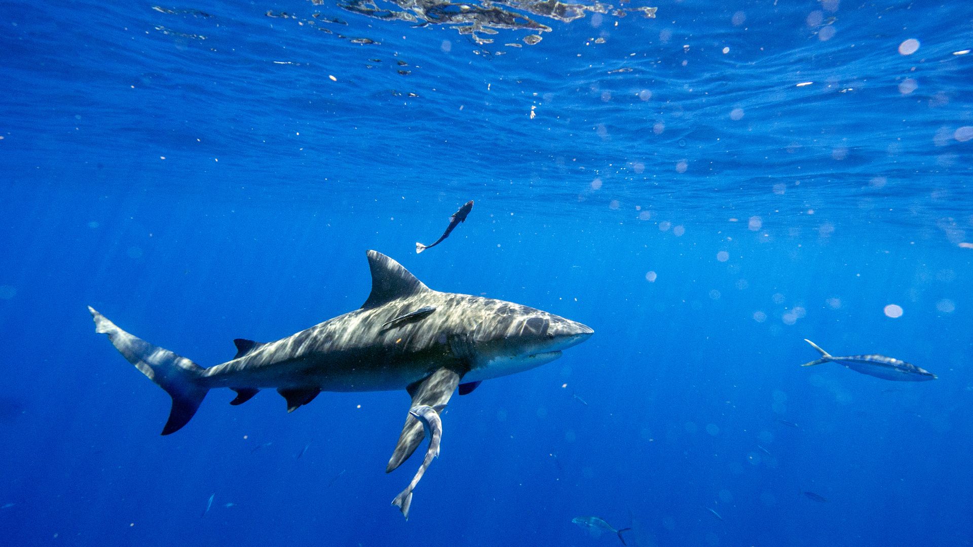 A bull shark swims in bright blue ocean waters near a smaller fish.