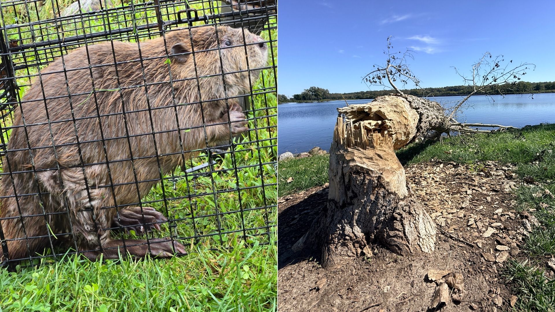 Two-panel image: left shows a beaver inside a metal cage on green grass; right shows a large uprooted tree trunk by a blue lake with broken branches along the shore.