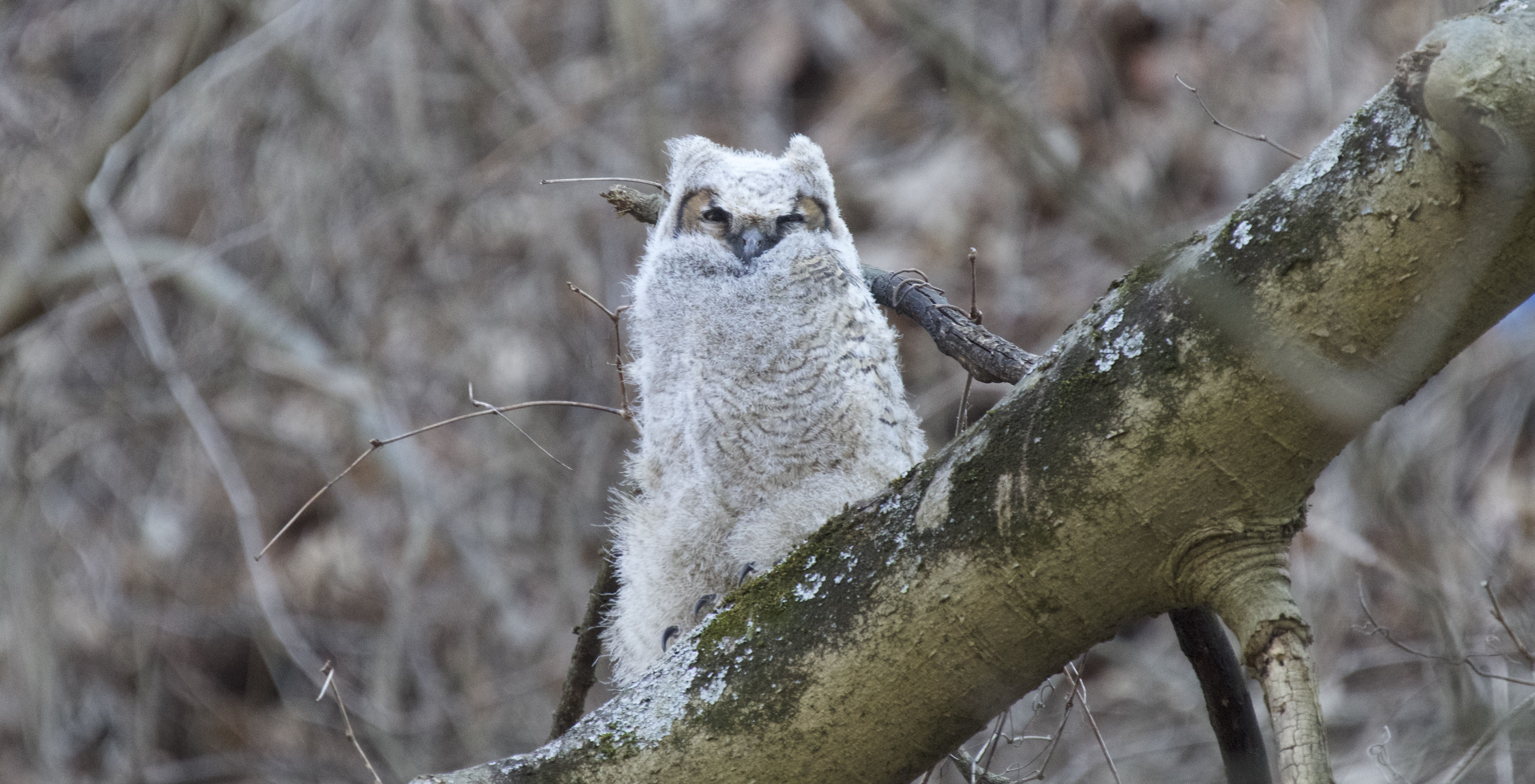 Muppet, the great horned owl chick, perched on a branch in Pittsburgh's Schenley Park. 