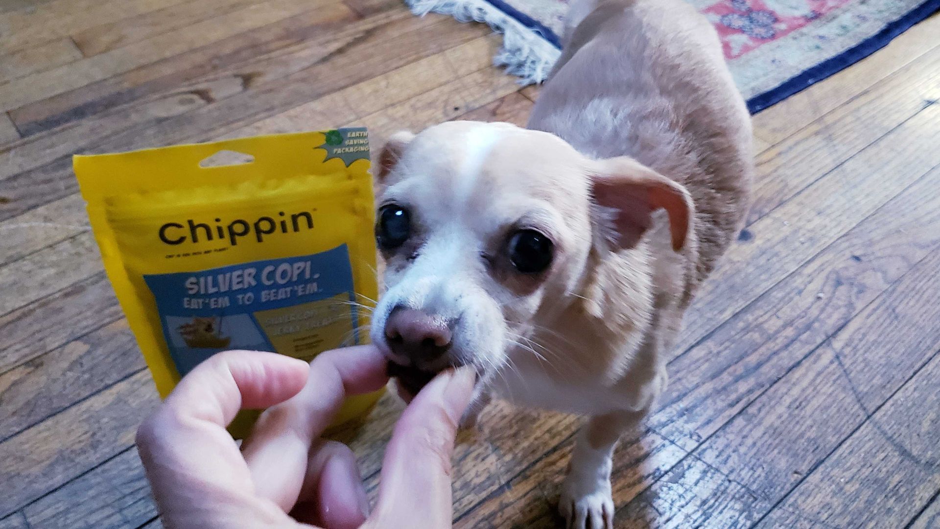 Dog eating a snack