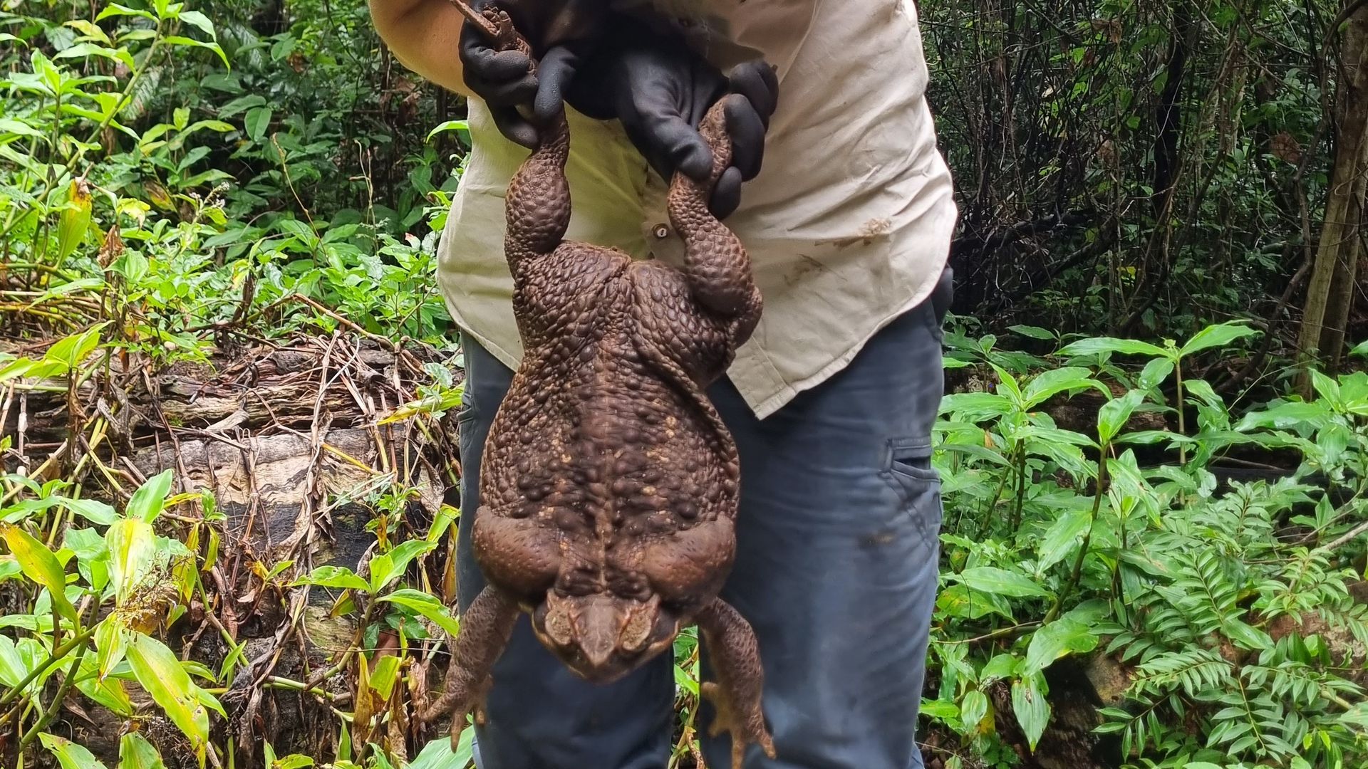A monster cane toad, nicknamed "Toadzilla," found at the park.