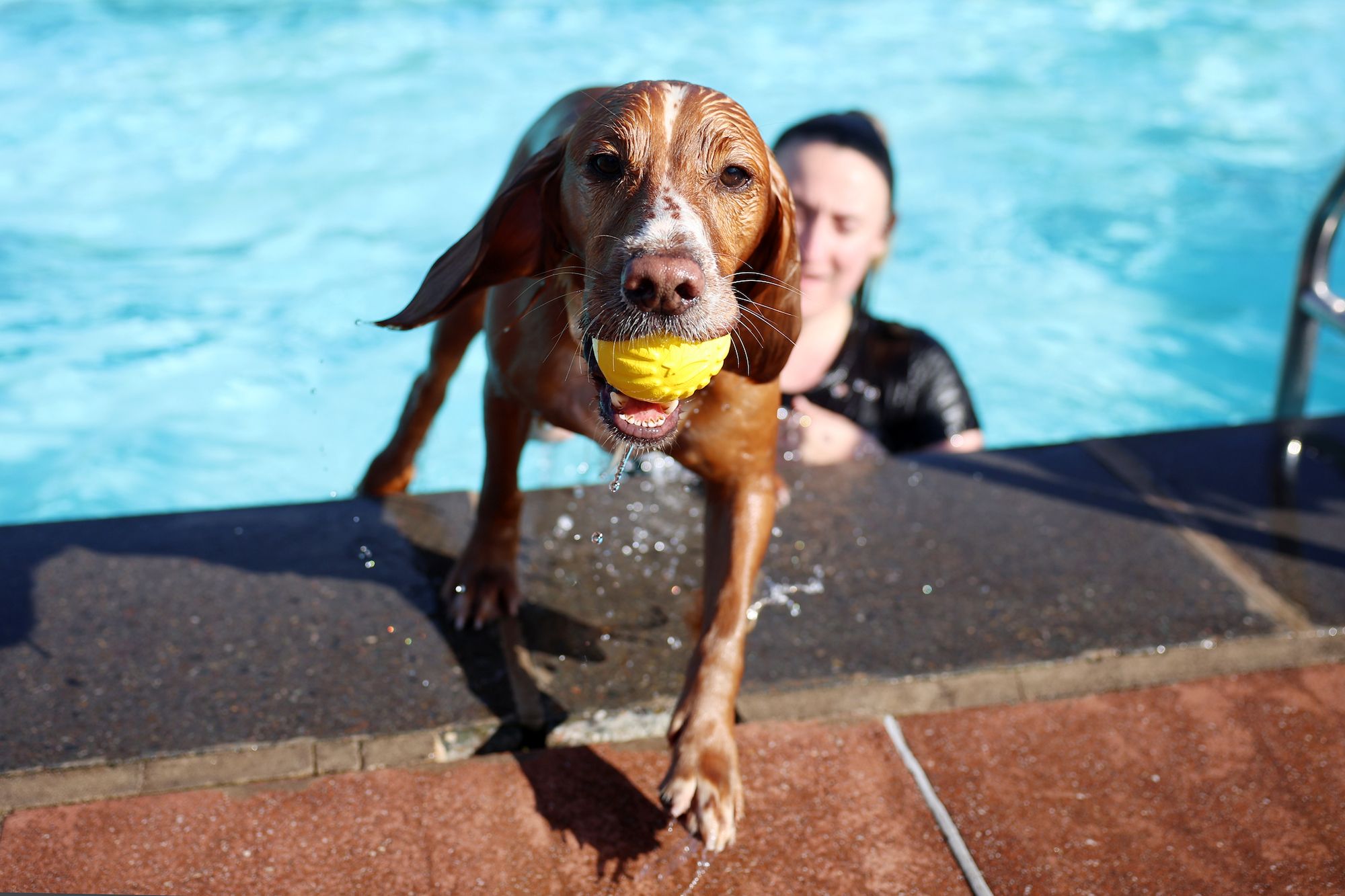 A dog coming out a pool with a tennis ball