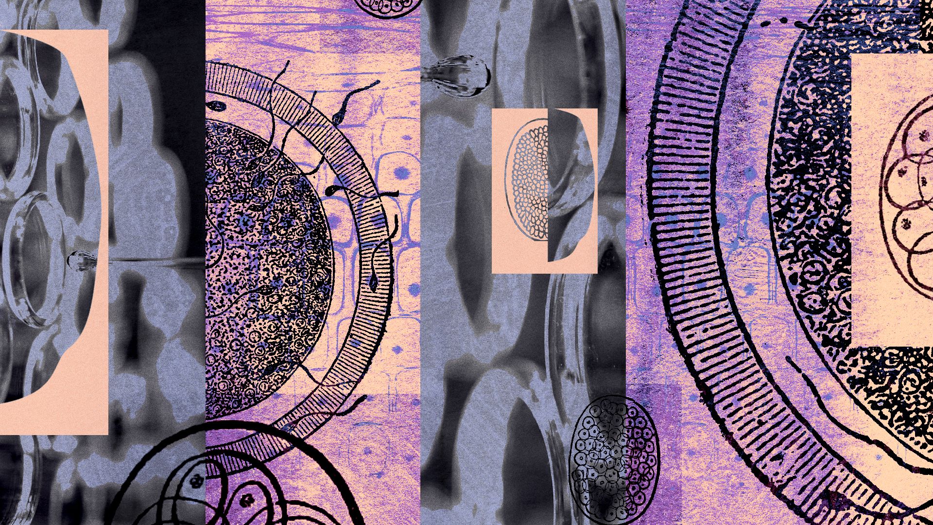 Illustration of a collage of embryo diagrams, molecular assays and engravings of sperm and eggs.