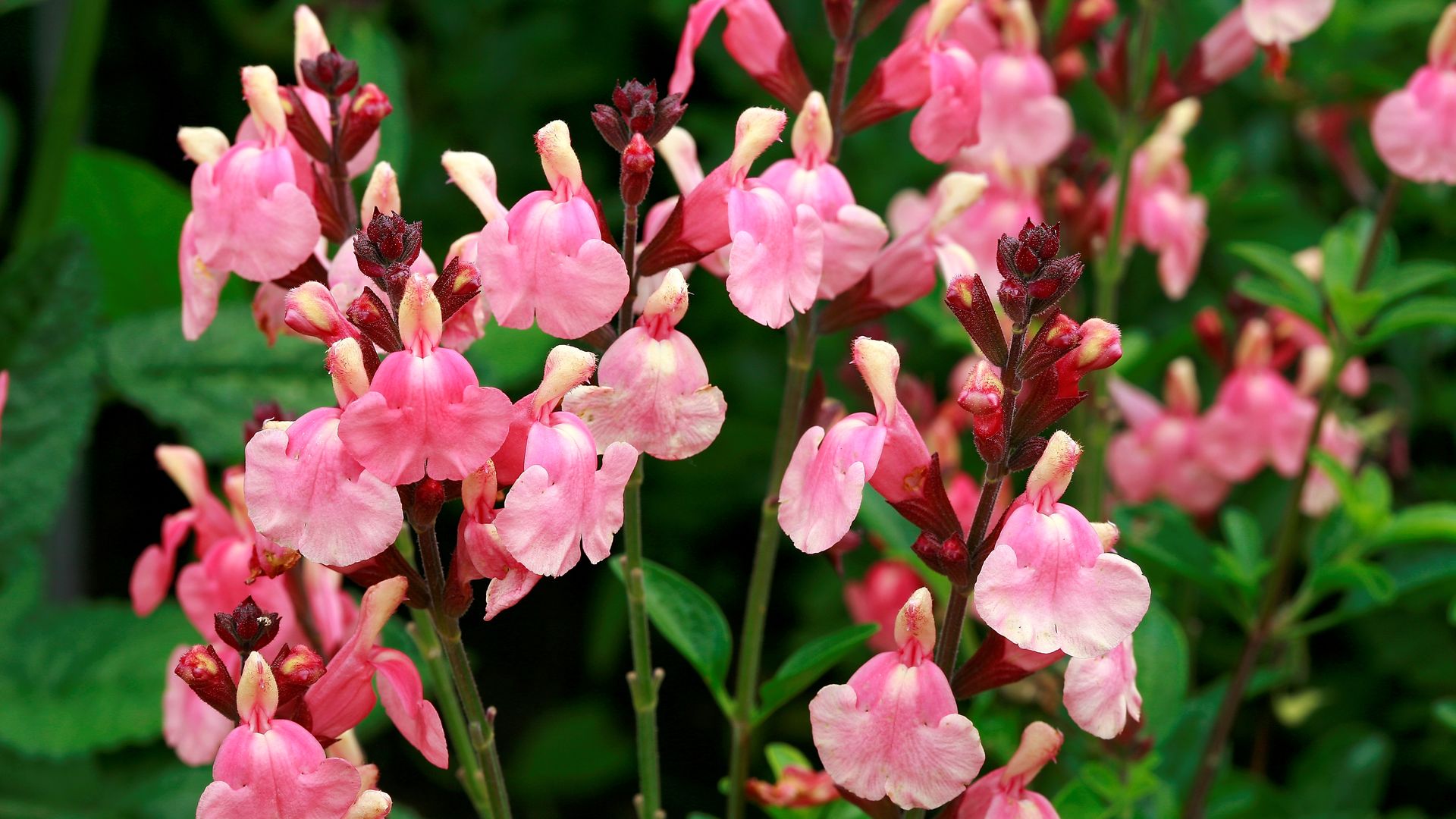 Clusters of delicate pink and cream flowers with dark red buds and green leaves in the background.