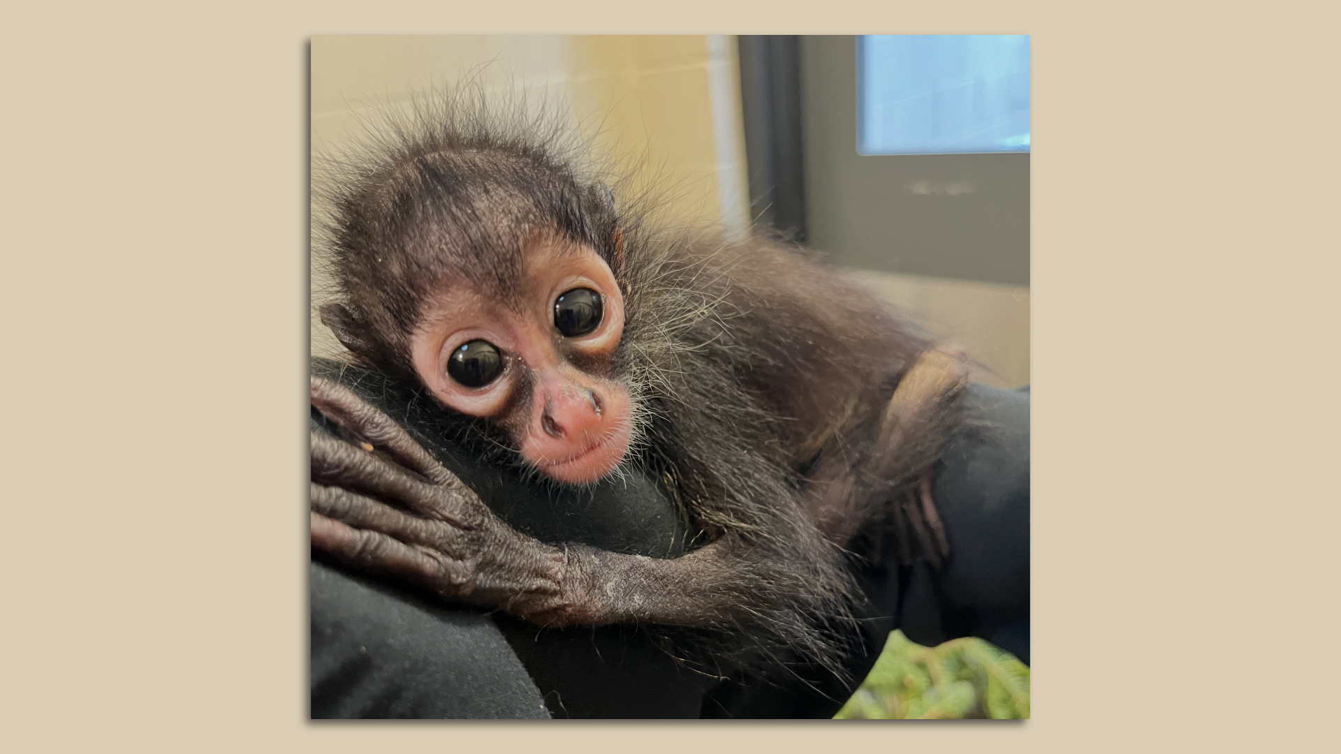 Photo of a baby spider monkey looking at the camera and clinging to a person's arm