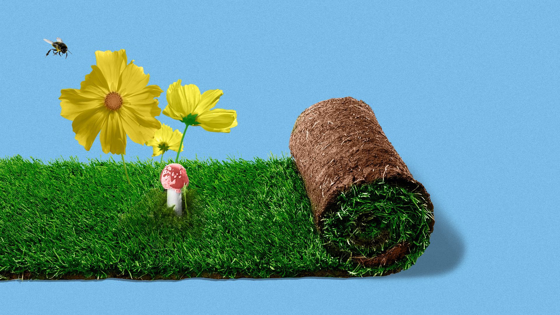 Illustration of a roll of turf opening to reveal flowers, a bee, and a mushroom.