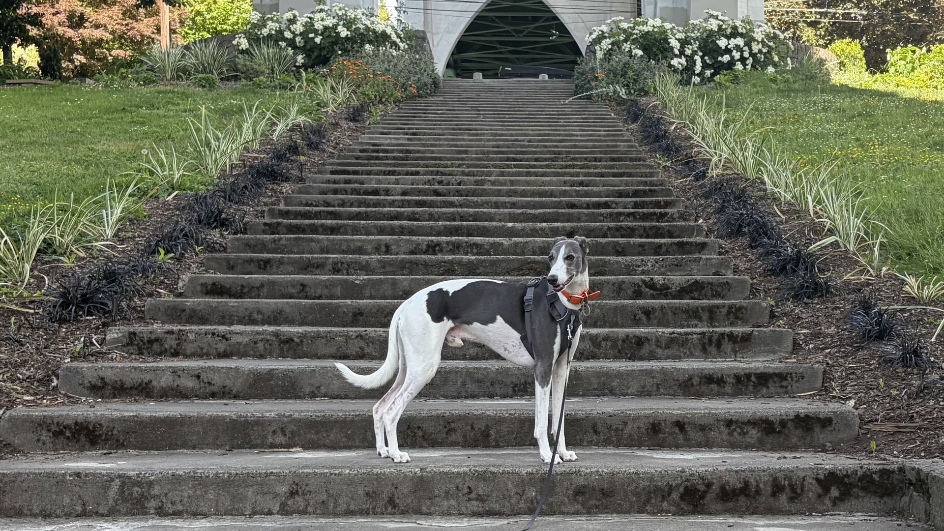 Gray and white dog wearing a red collar and harness stands at the bottom of wide concrete steps, flanked by greenery and white flowers, leading to an arched building entrance.