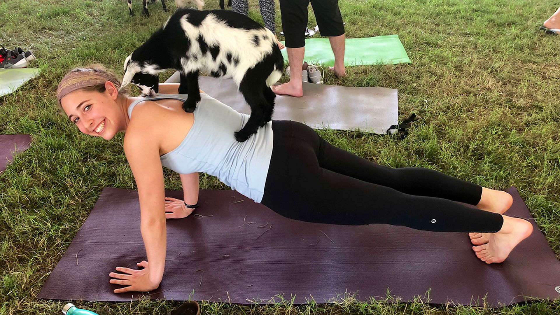 goat yoga in charlotte