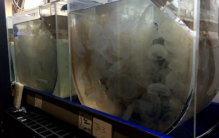 BigjellyfishCharlotteAgenda