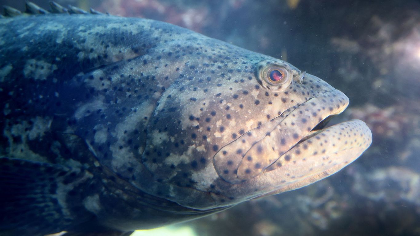 Wildlife officials to consider reopening Goliath grouper fishery - Vimarsana News